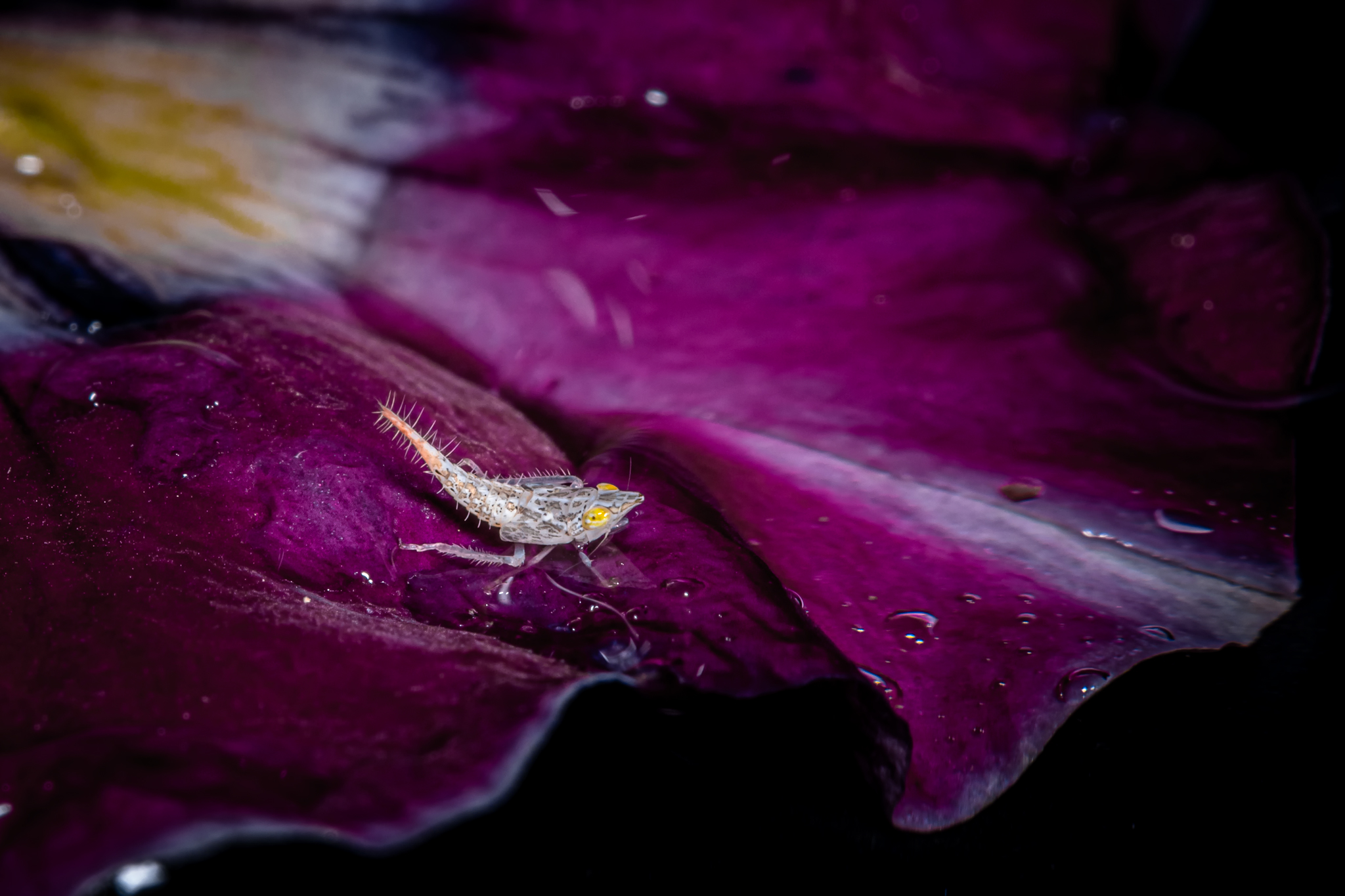 Fieberiella florii neanide