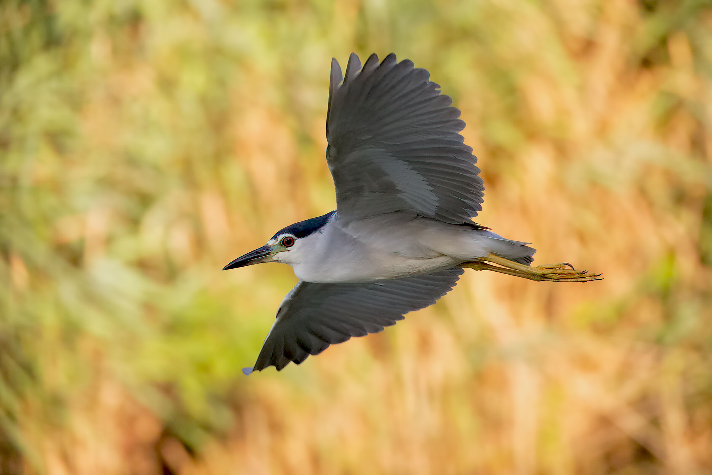 Nitticora in Volo prime luci dell'alba