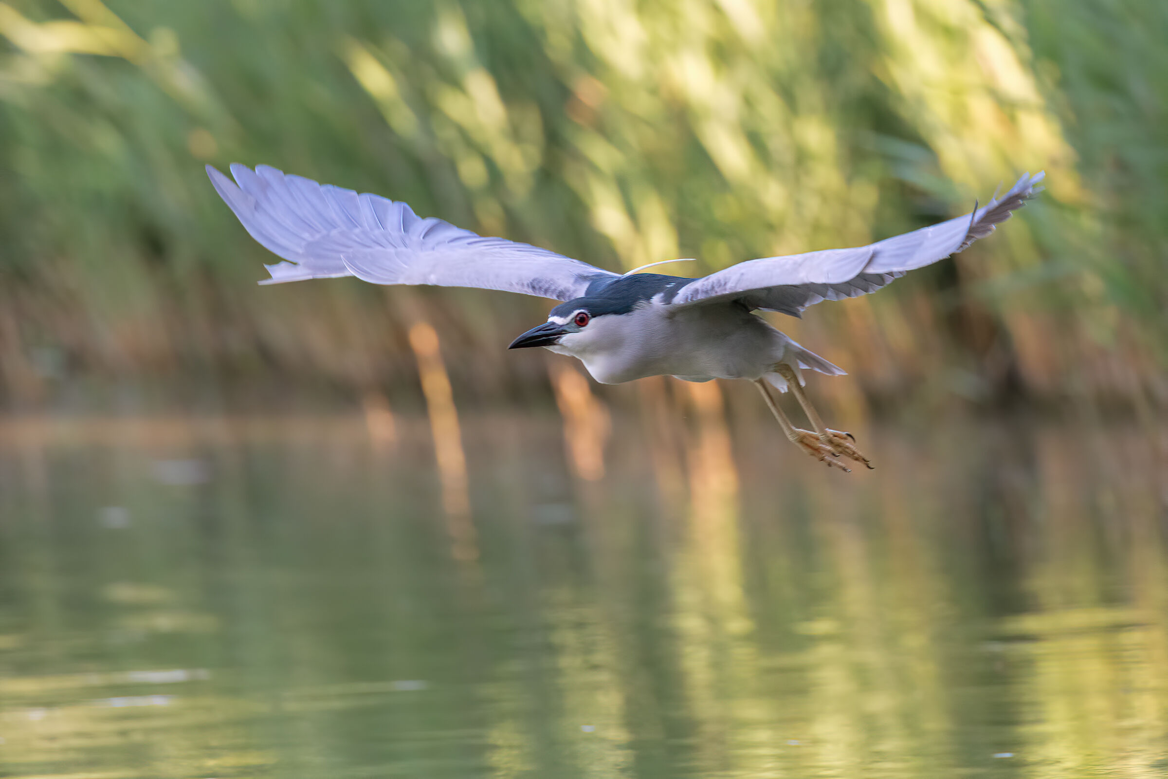 Nitticora in Volo prime luci dell'alba