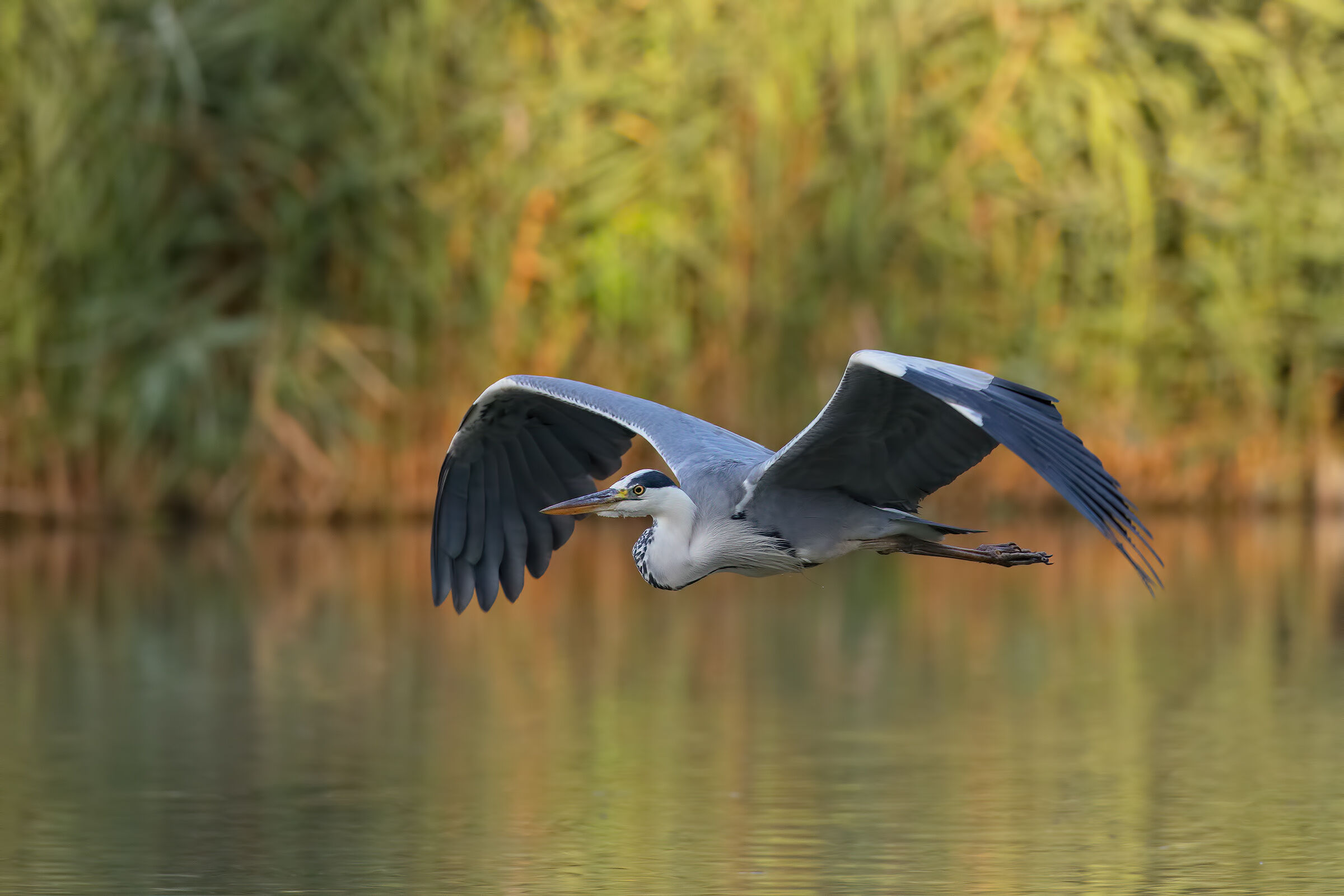 Gray in flight taken at the first light of dawn