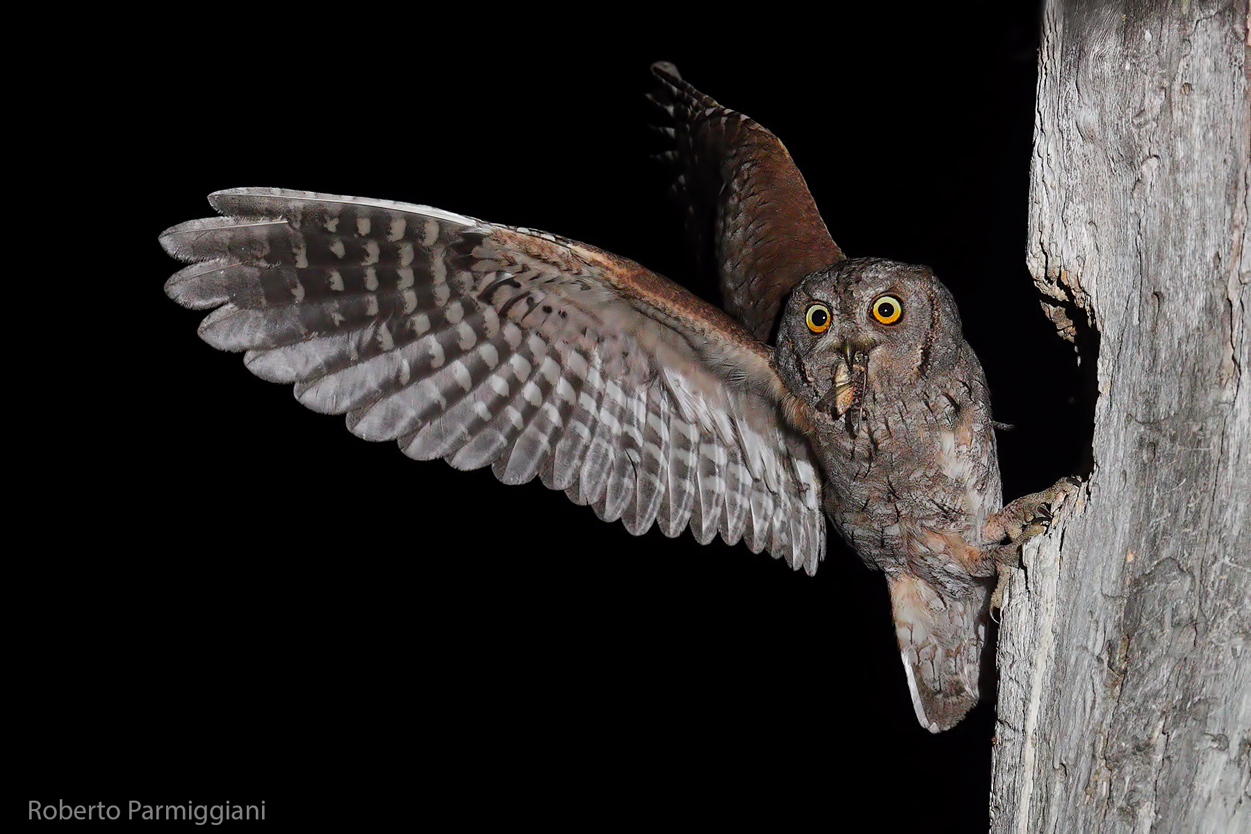 Lo stacco dell assiolo