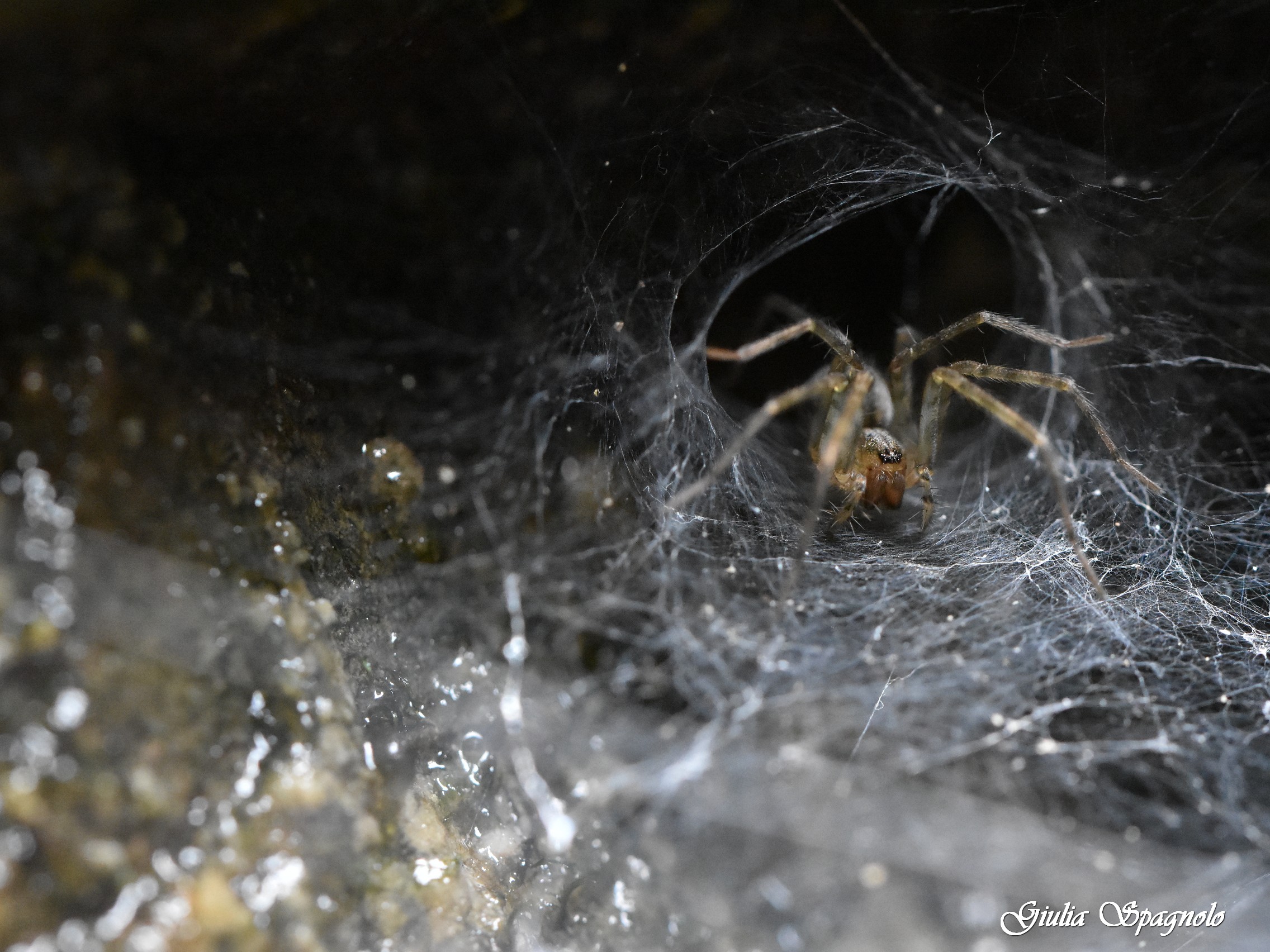 Attento tu che entri nella mia tana