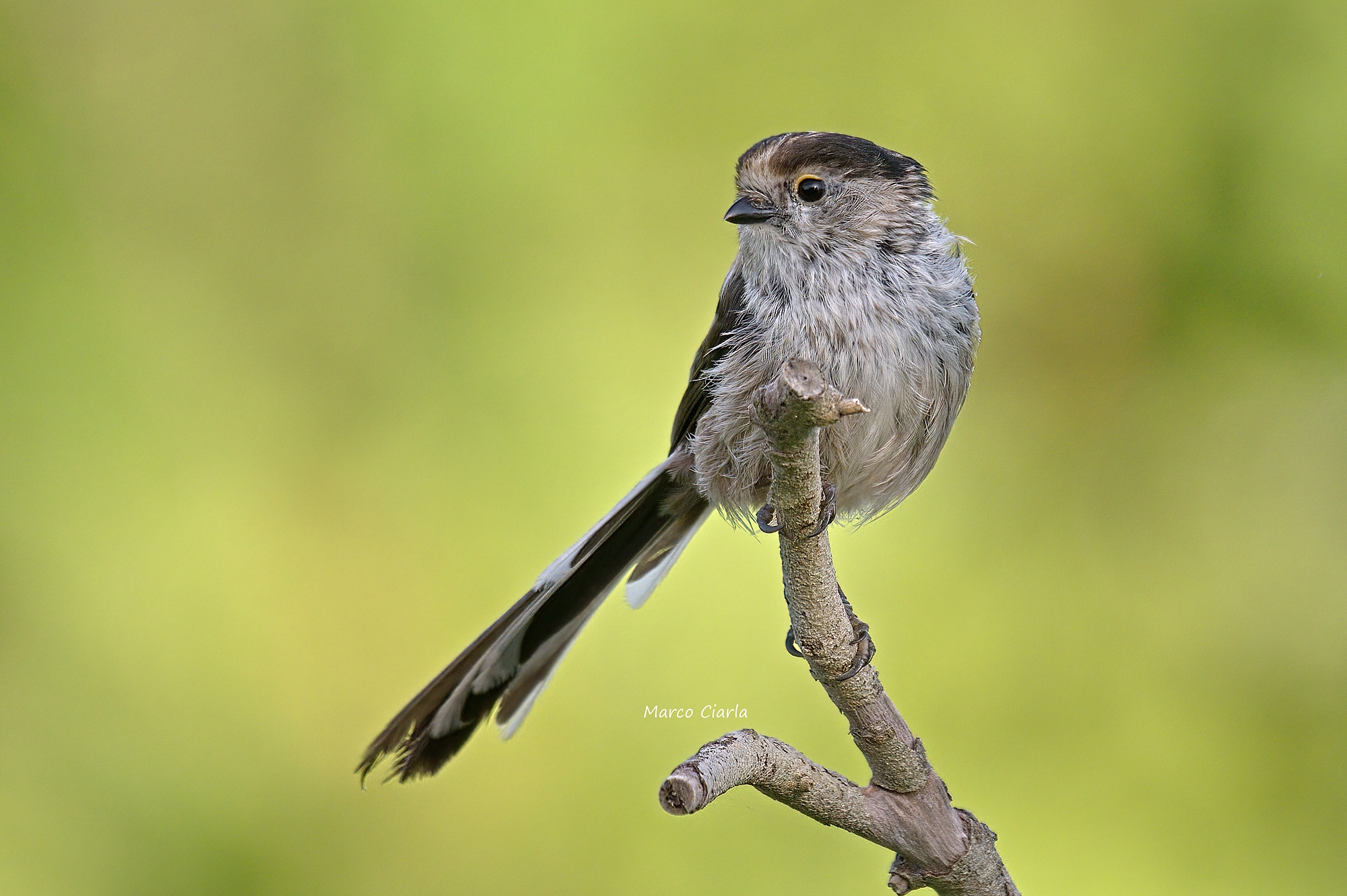 Codibùgnolo (Aegithalos caudatus )