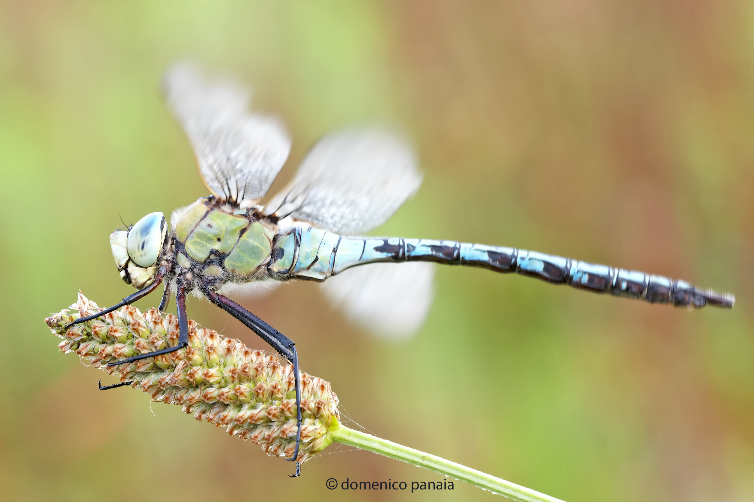 anax imperator