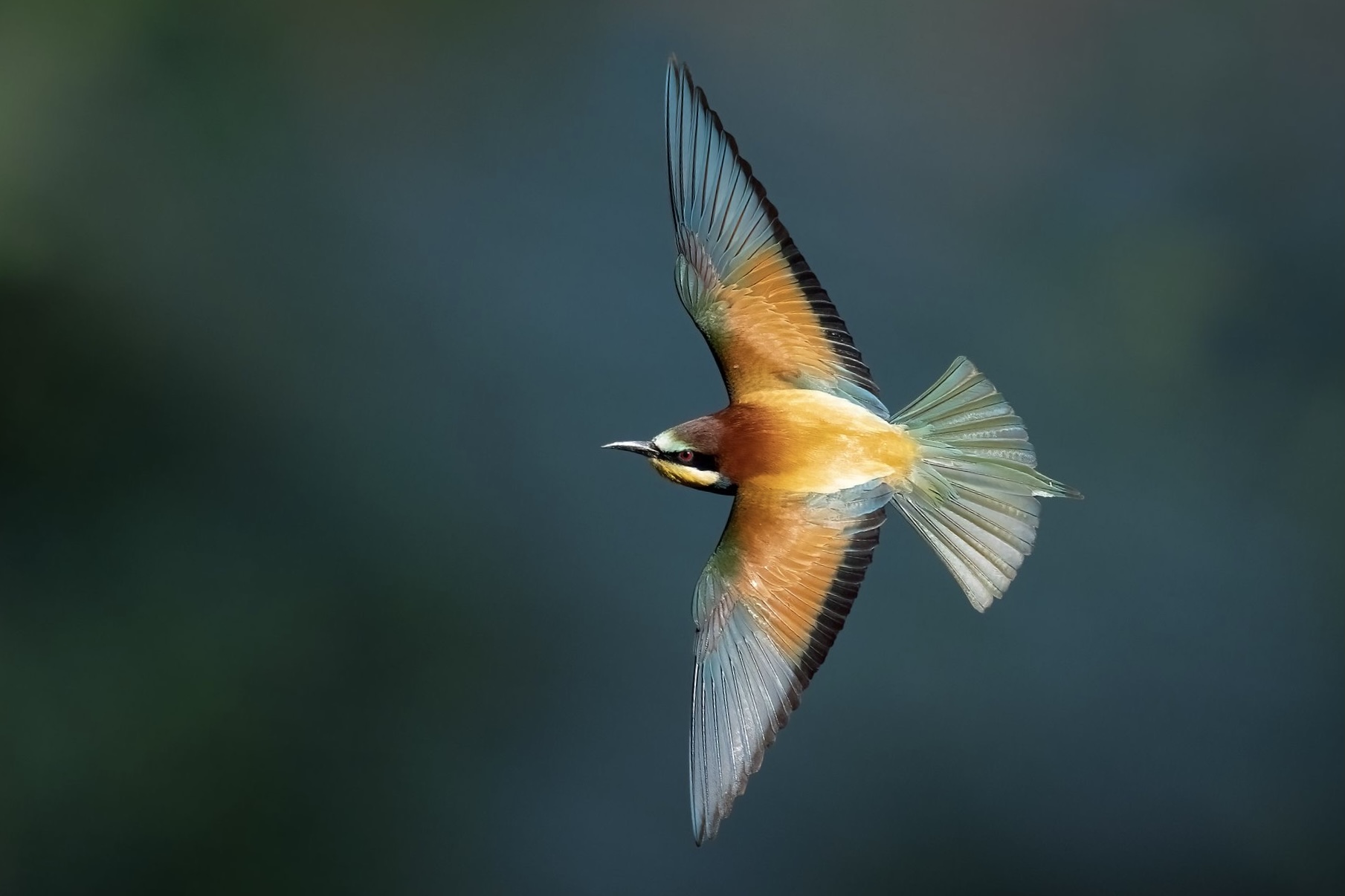 Maximum wingspan!