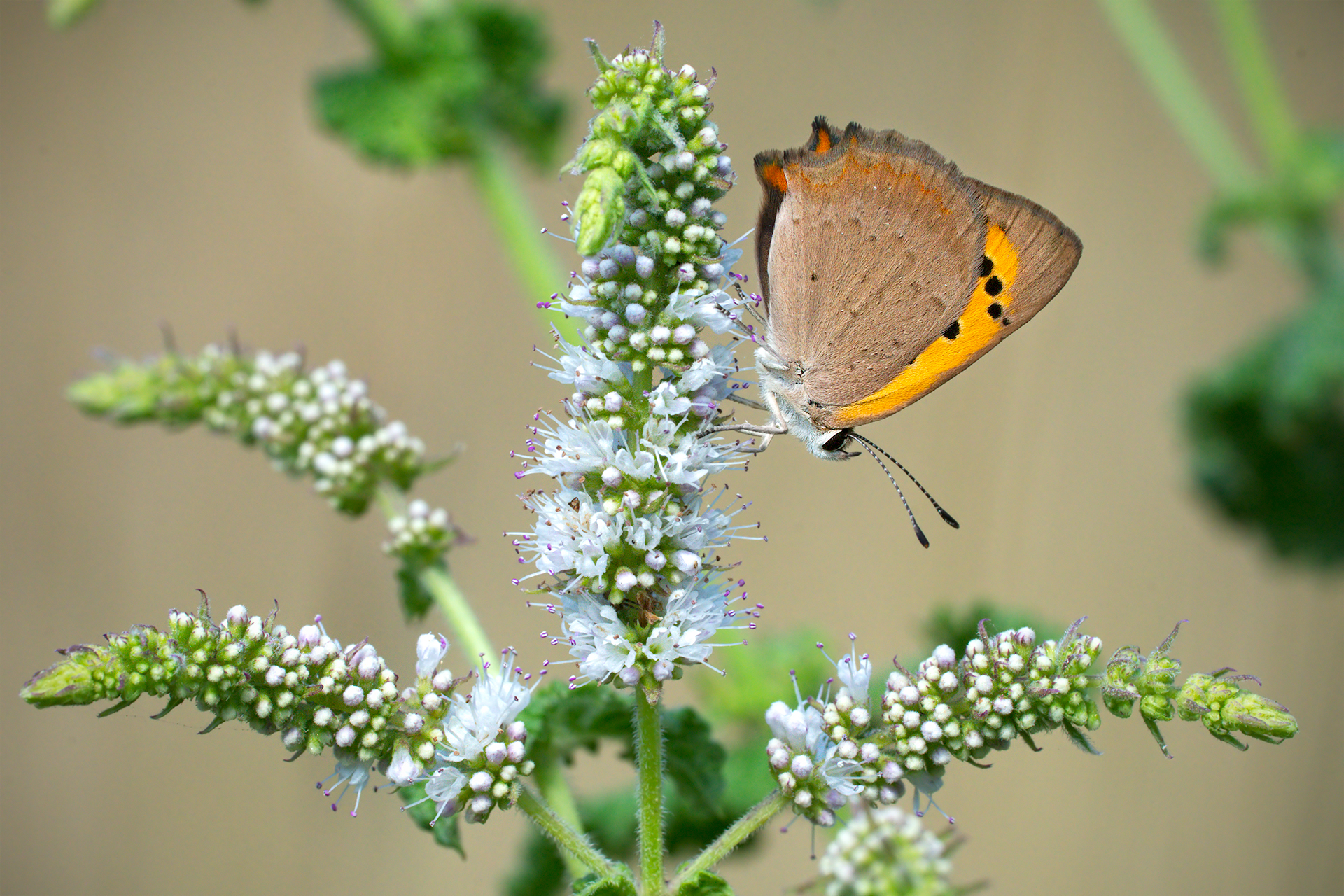 Butterfly (to be identified)