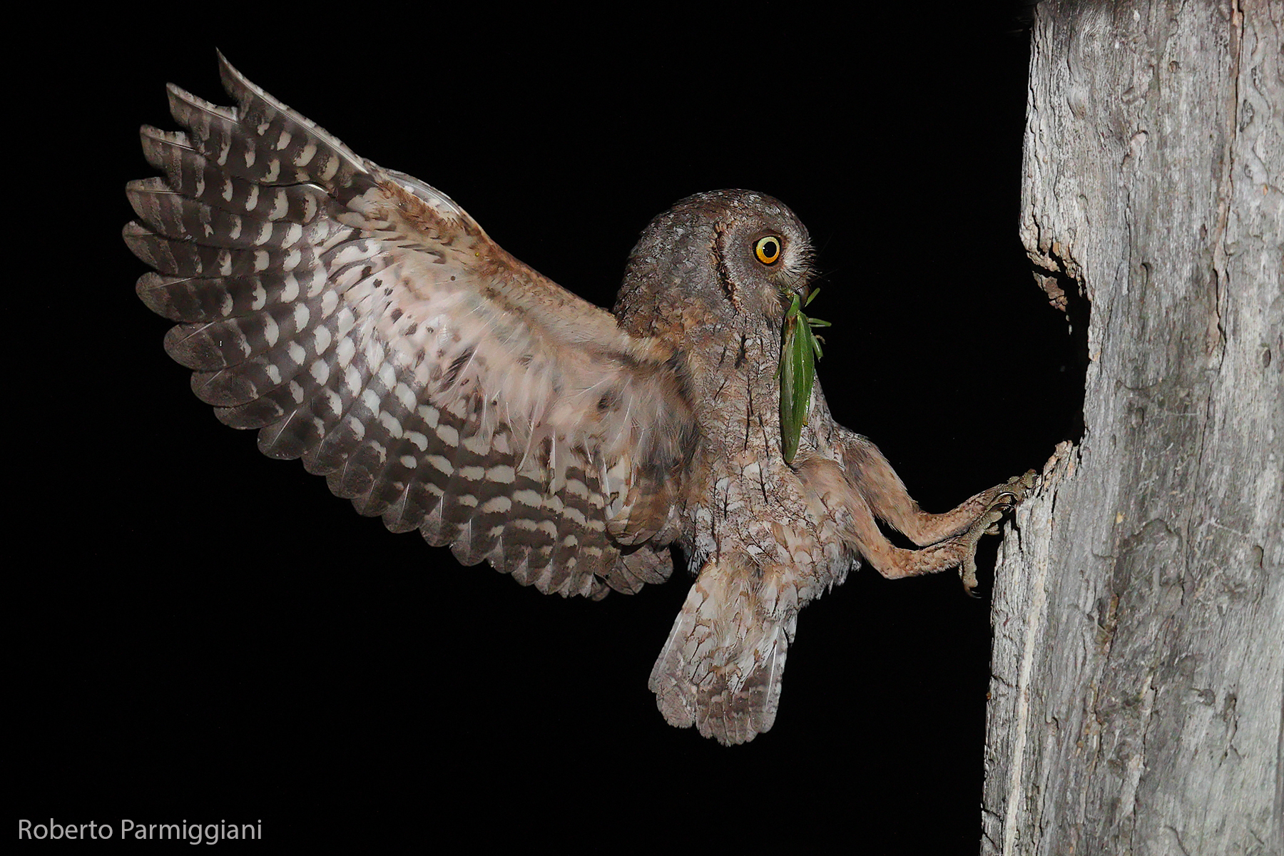 l' atterraggio dell assiolo