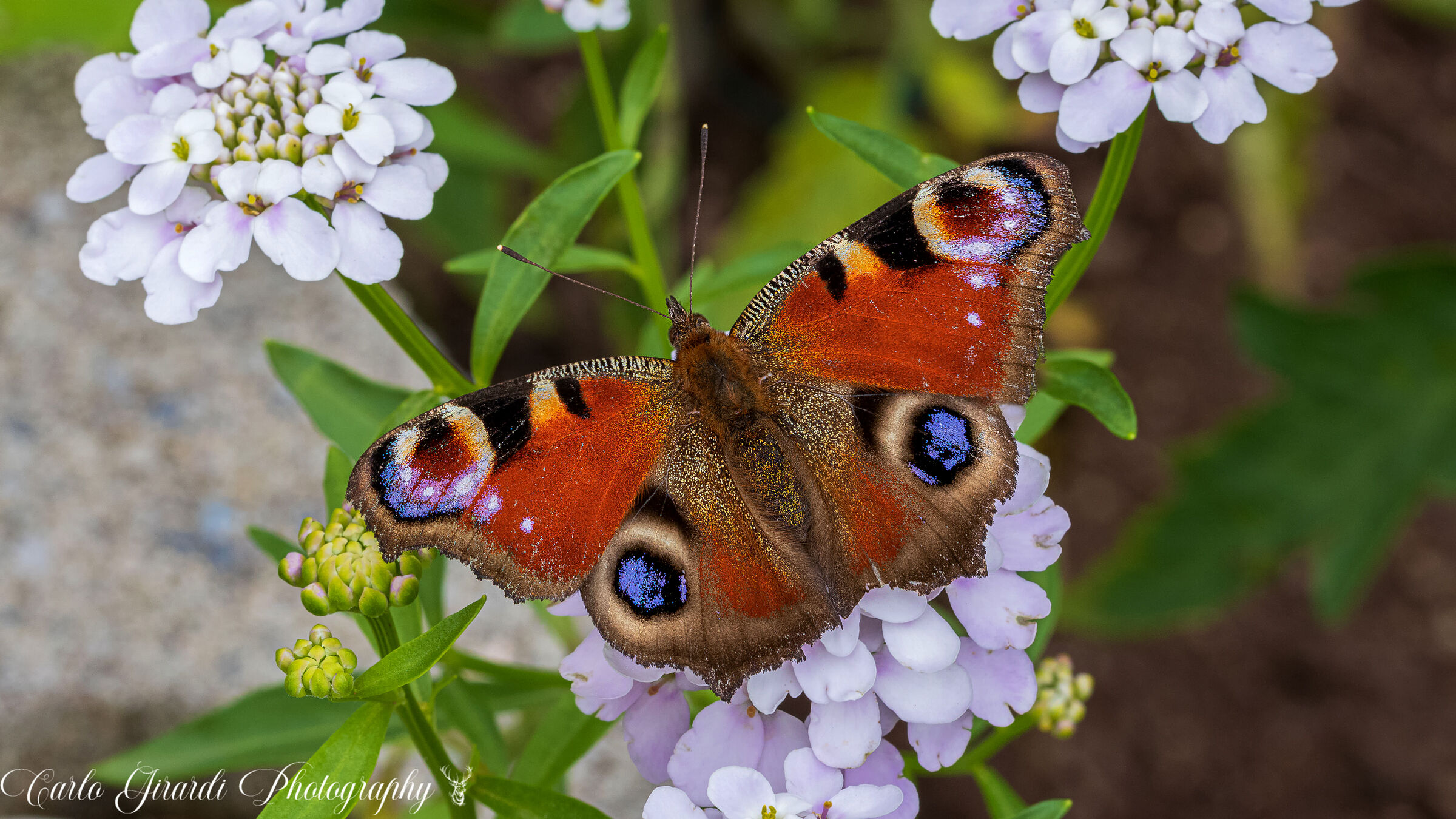 Vanessa me or Peacock's Eye