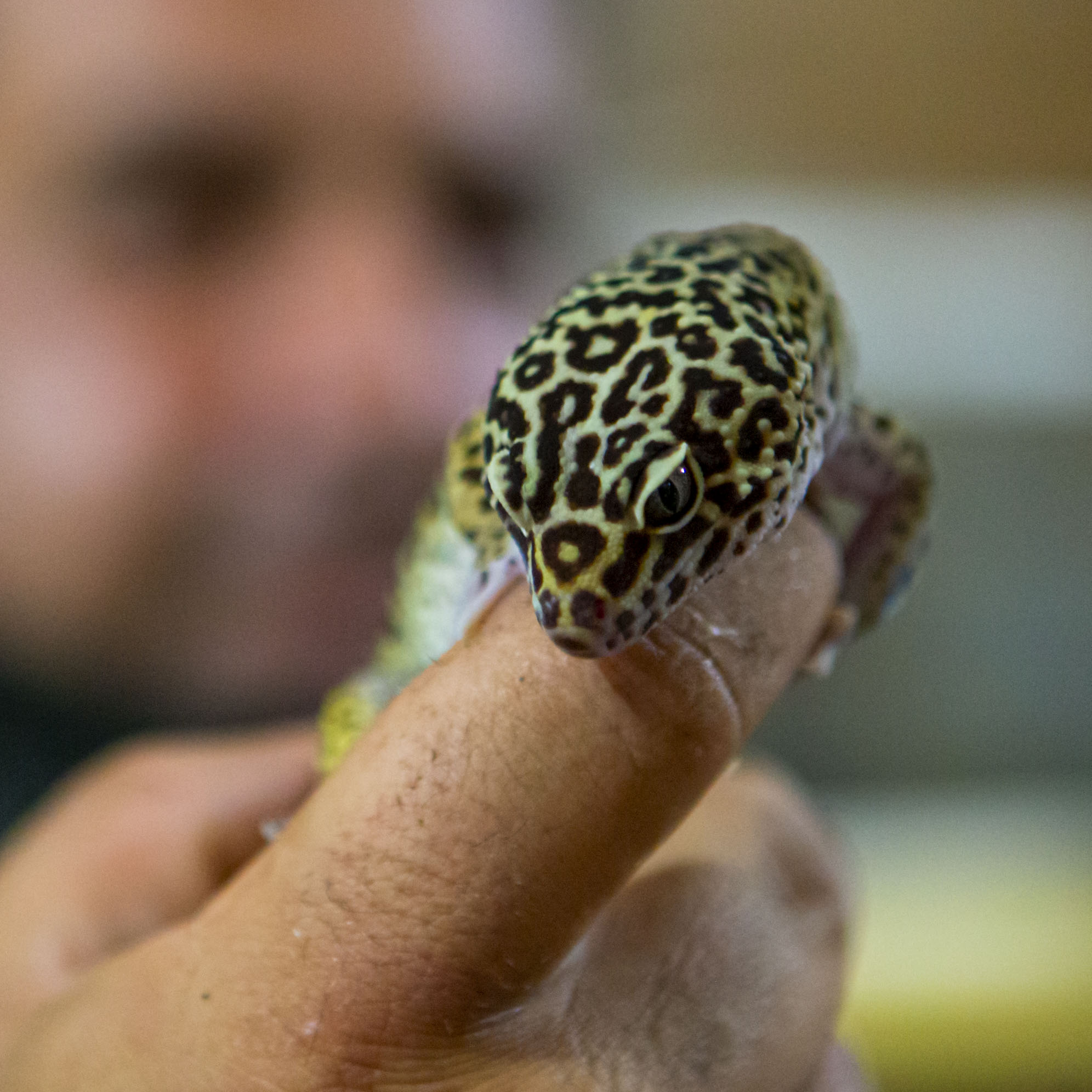 particolare del geco
