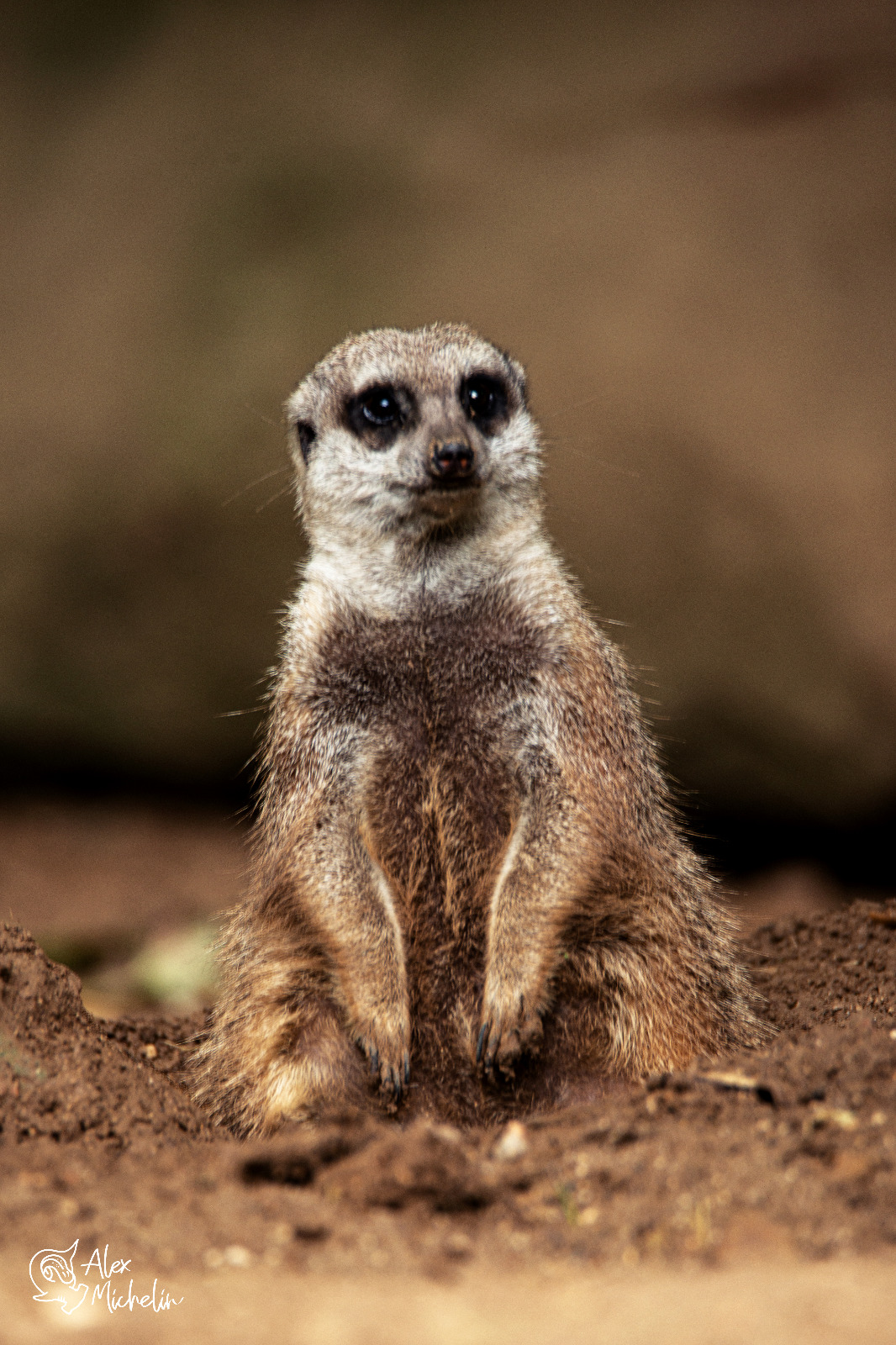 Suricato spamparazzato