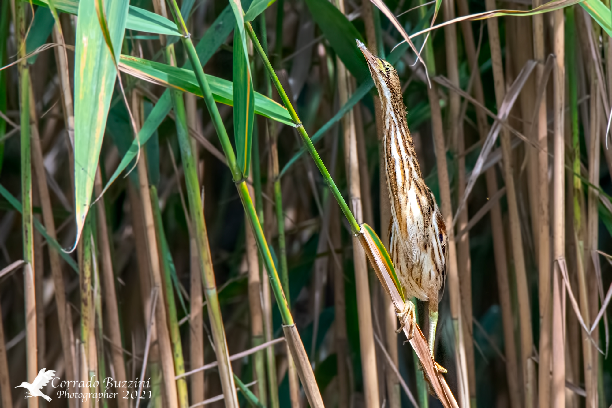 little bittern