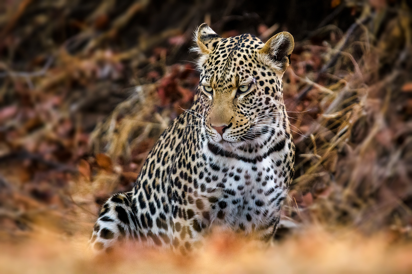 Leopard