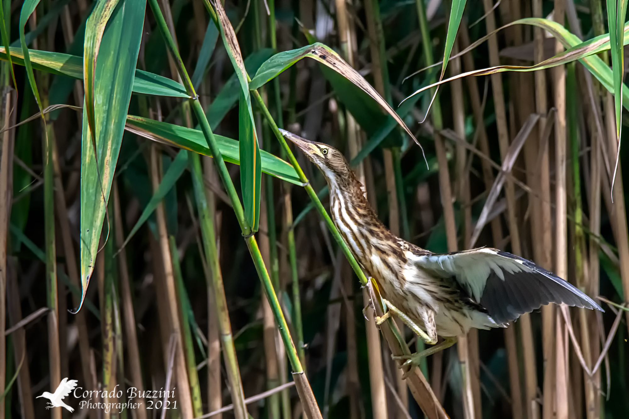 little bittern