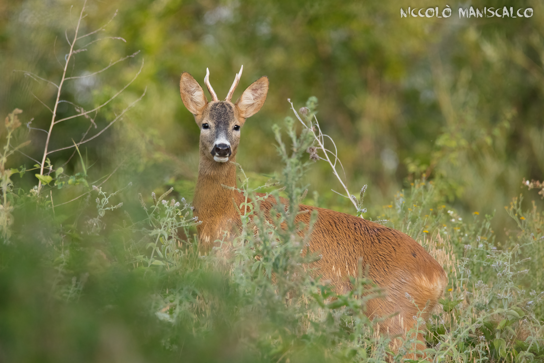 Incontri Speciali al Tramonto