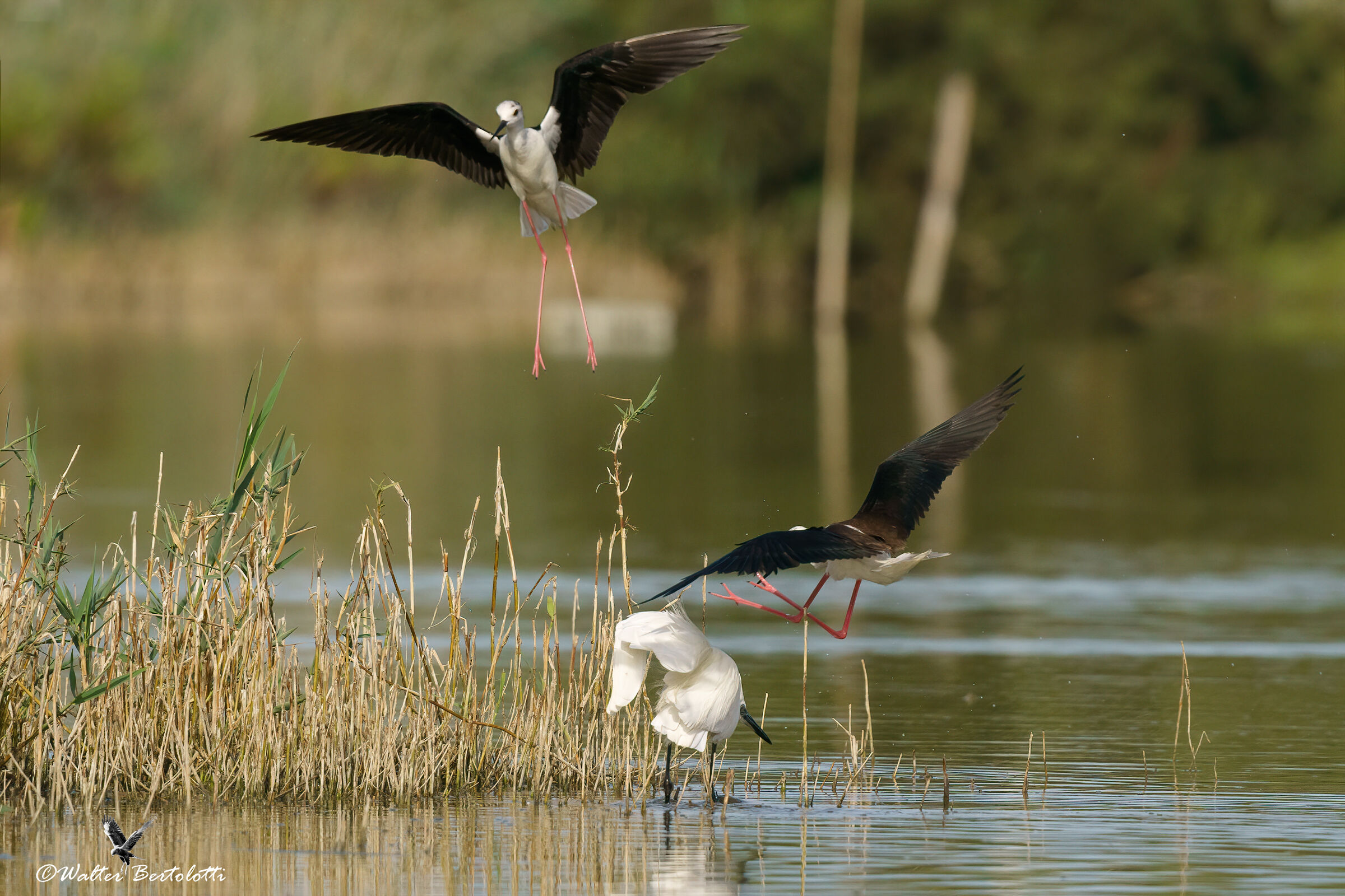 l'unione fa la forza