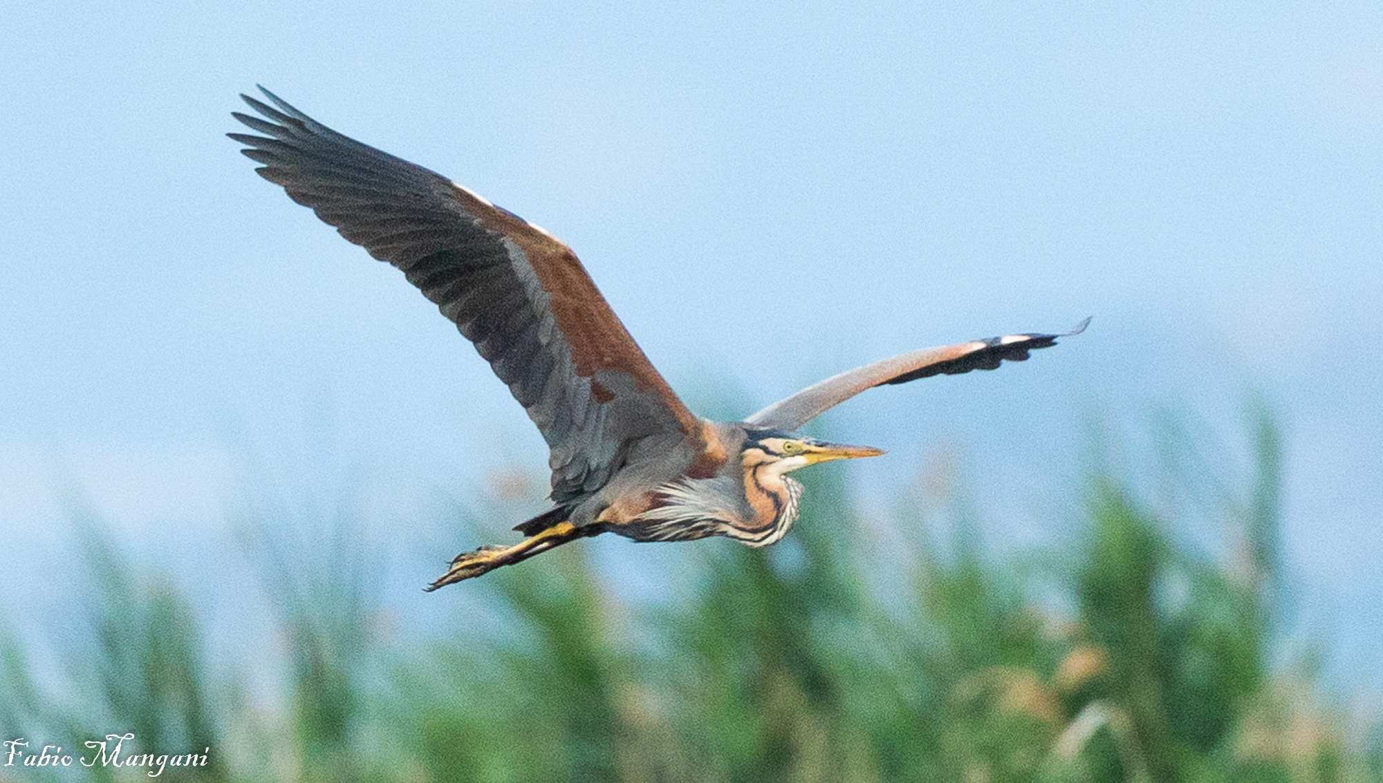 purple heron