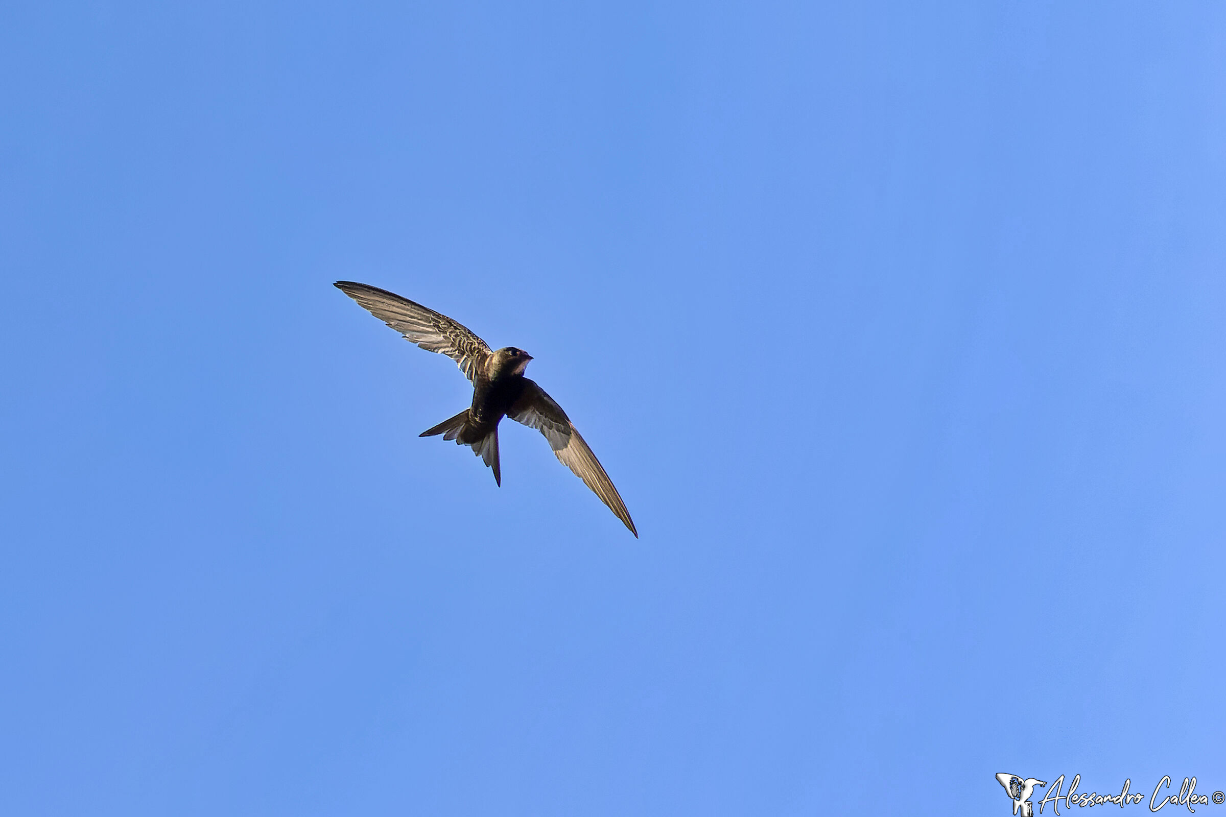 Veloci come il vento