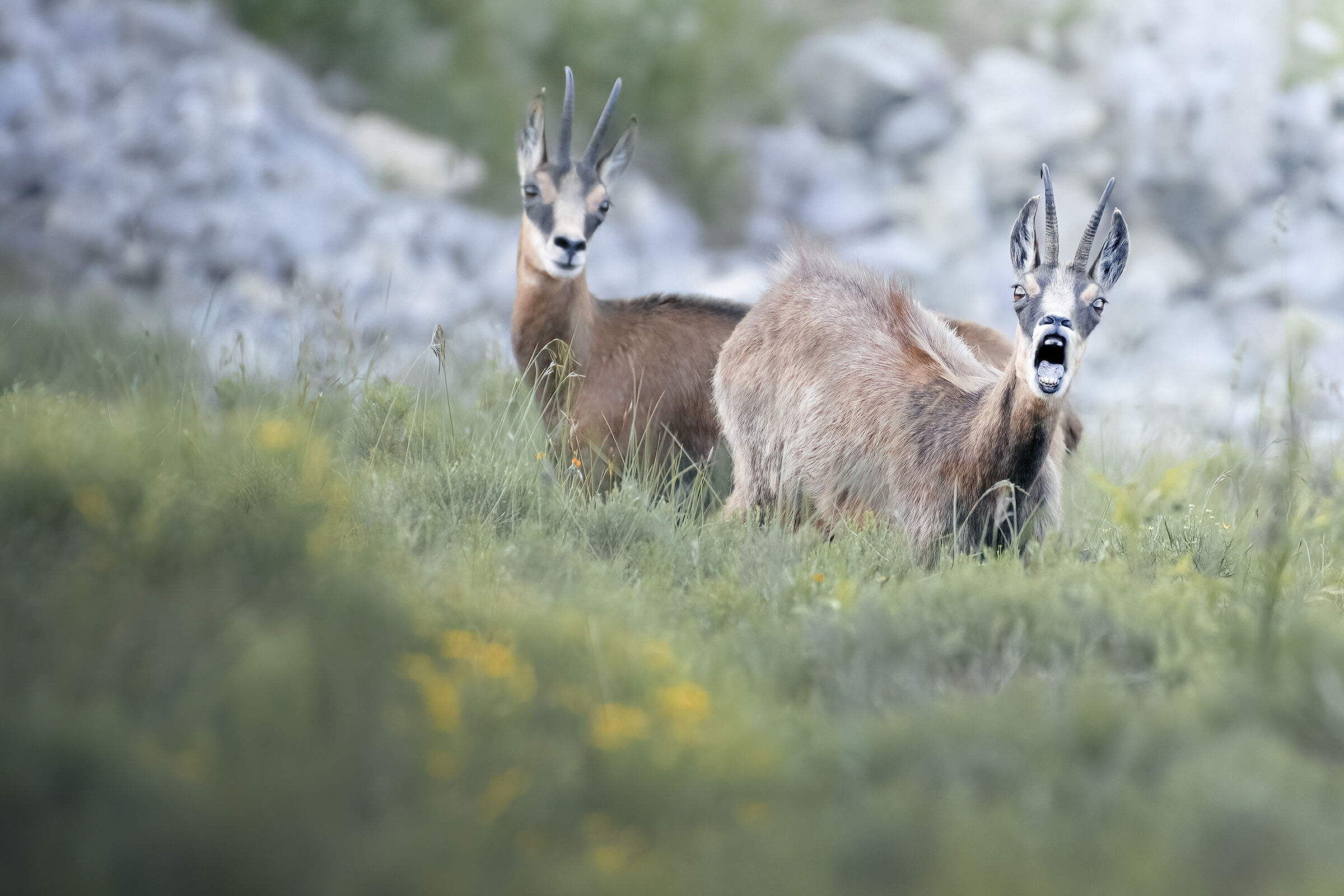 Chamois