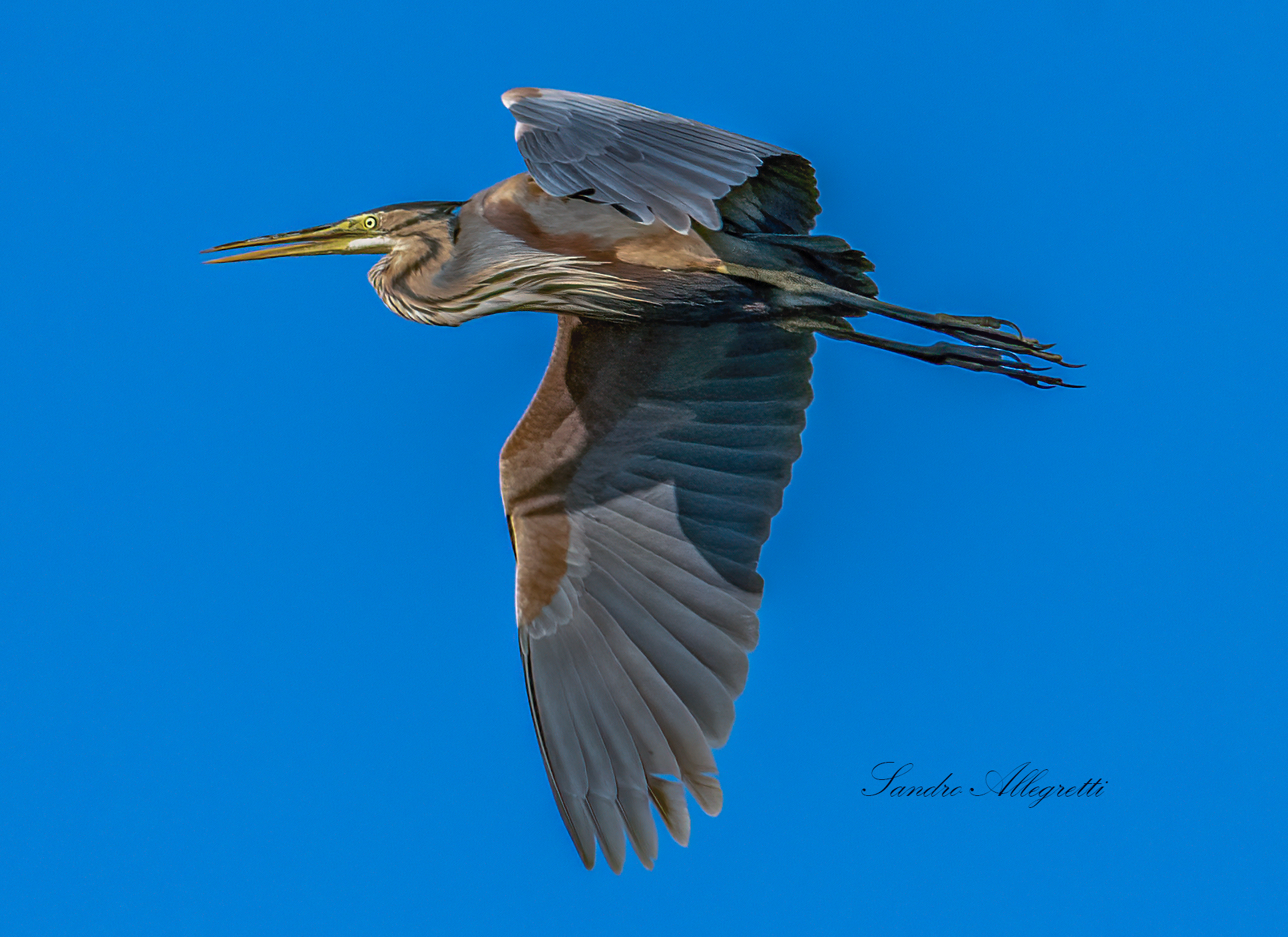 The Red Heron (Ardea purpurea)