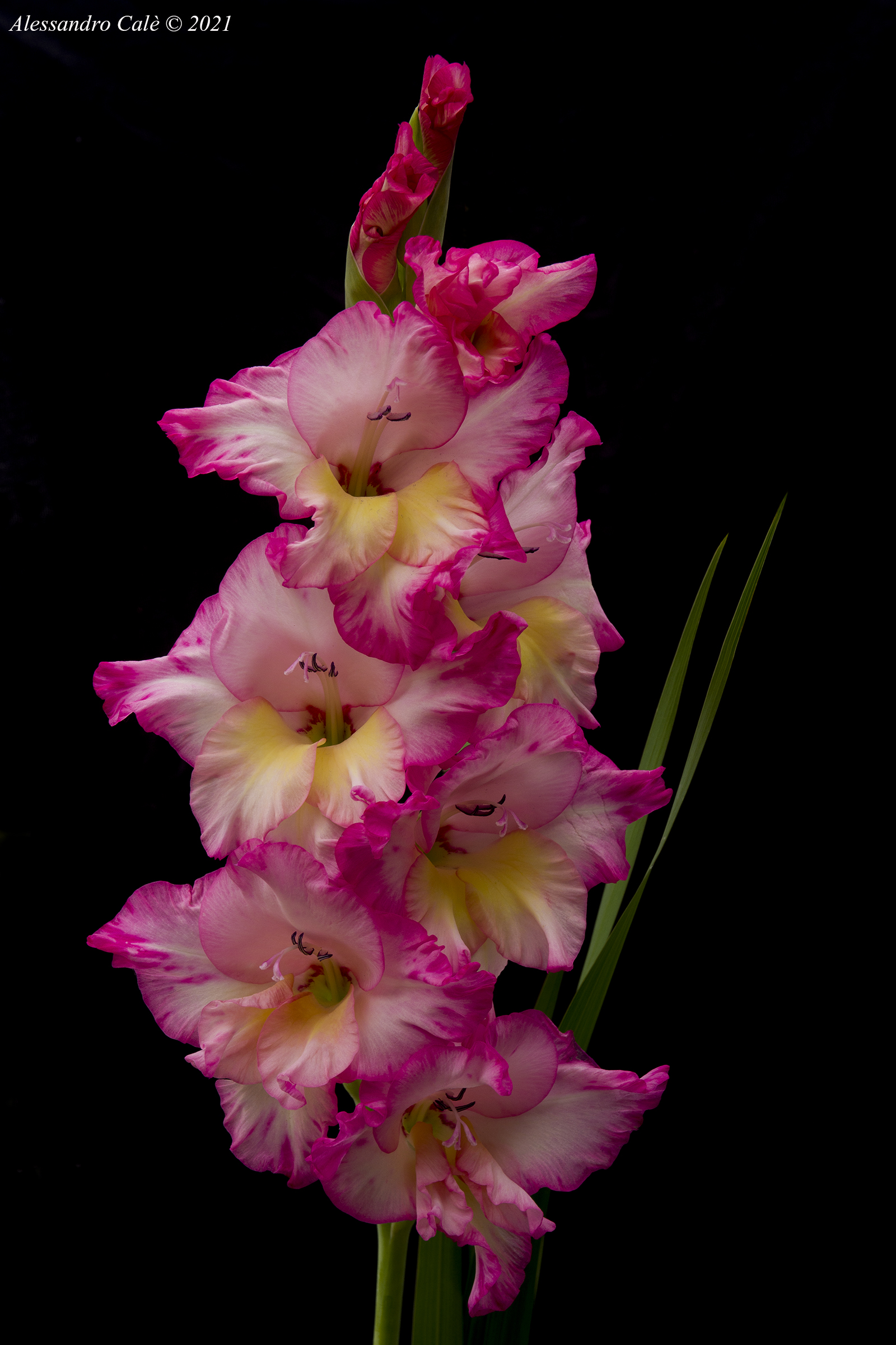 I gladioli di mia mamma Irene 2385