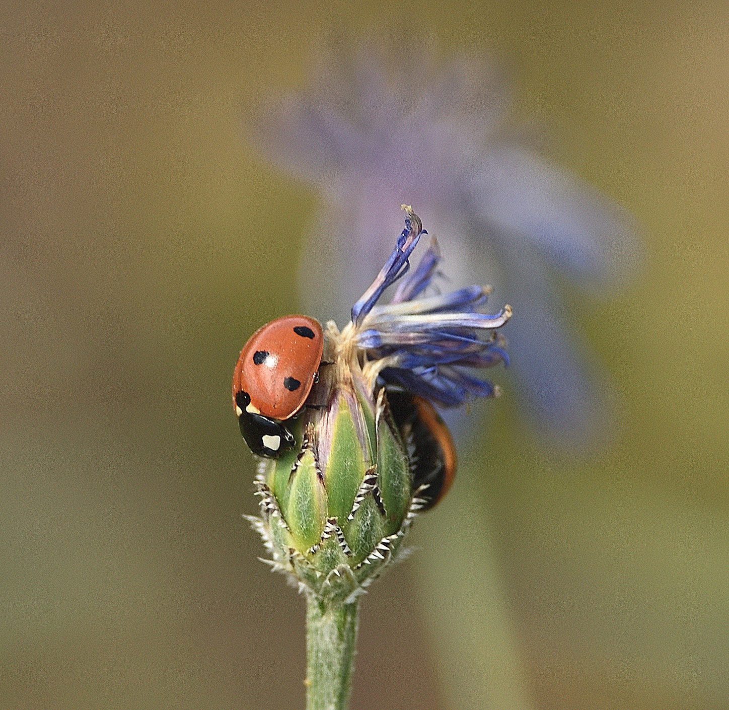 Coccinella