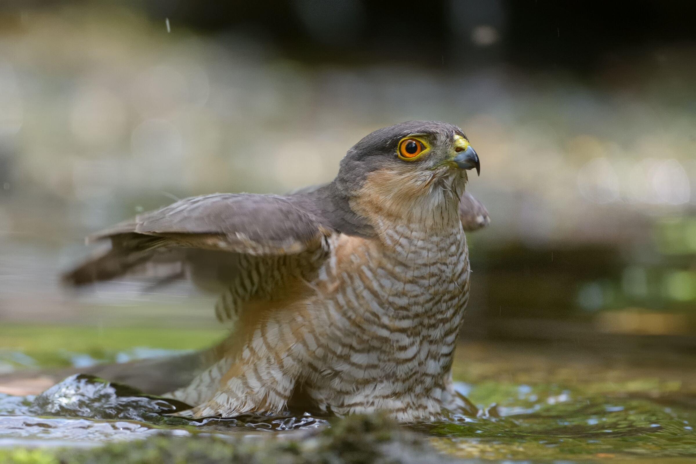 Sparviero (Accipiter nisus)