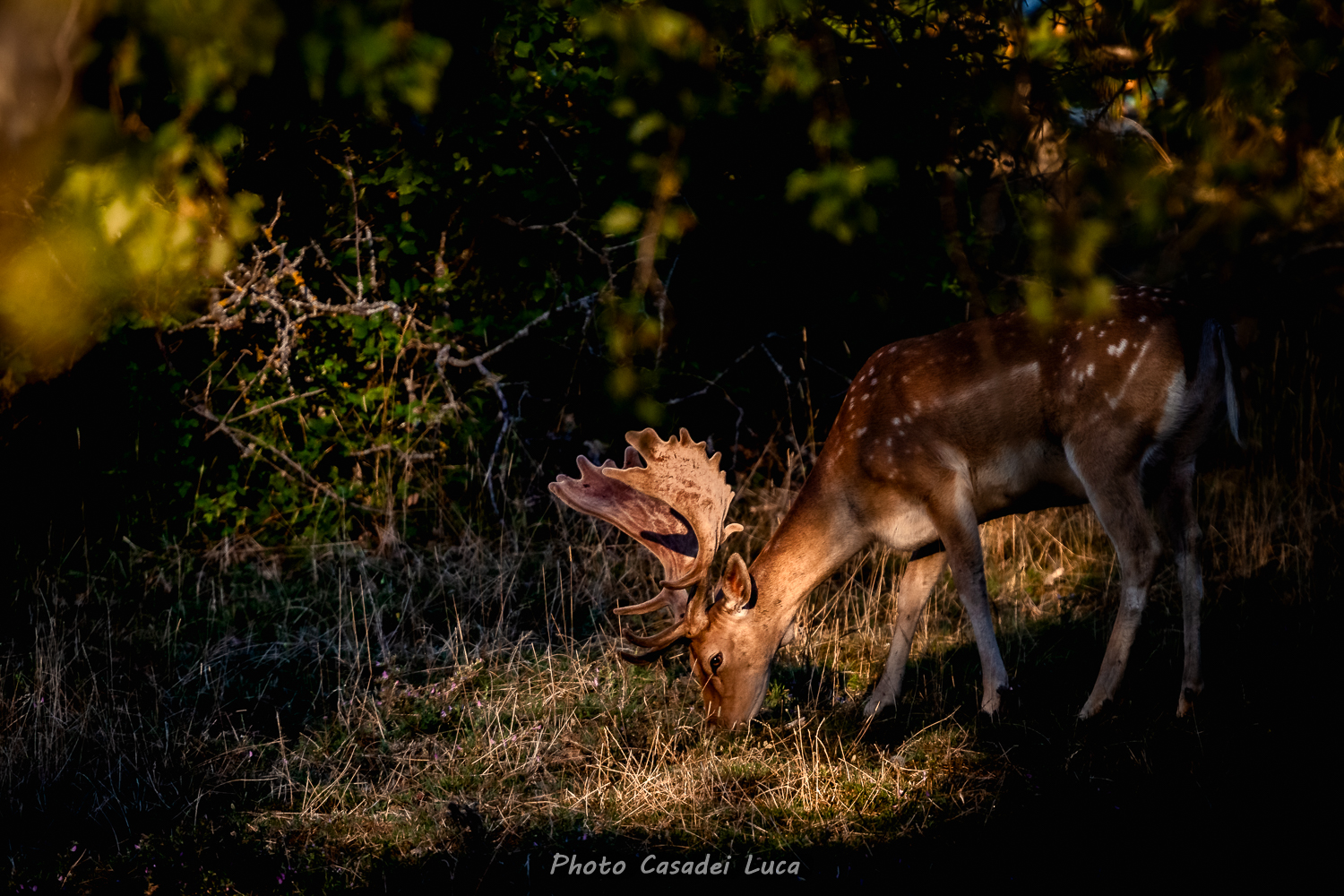 Deers between lights and shadows