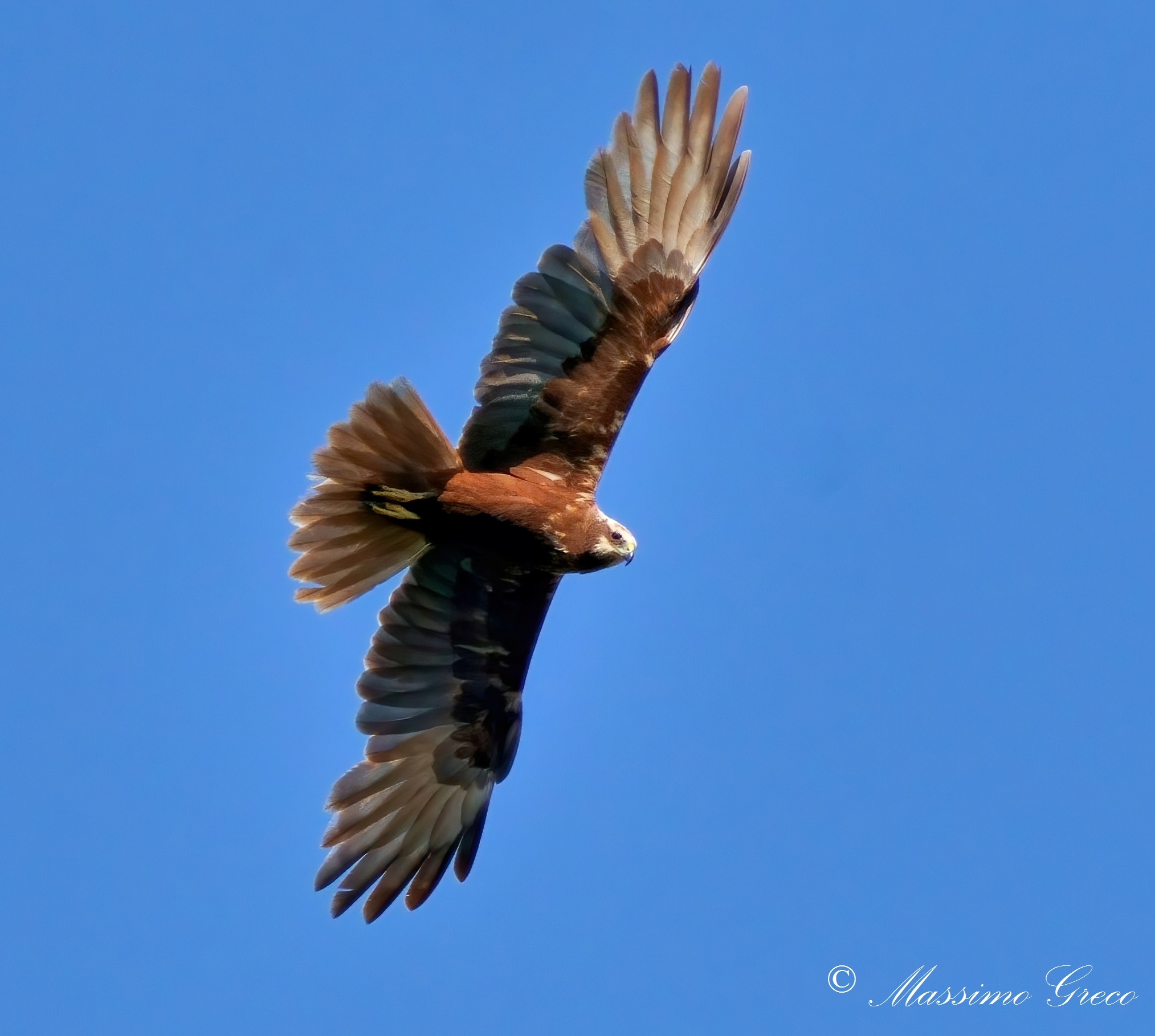 Marsh harrier (Circus aeruginosus)