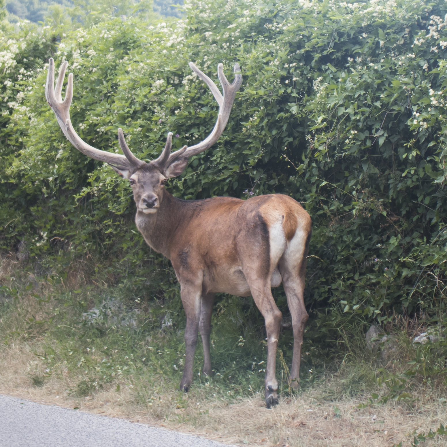 Abruzzese daino 5
