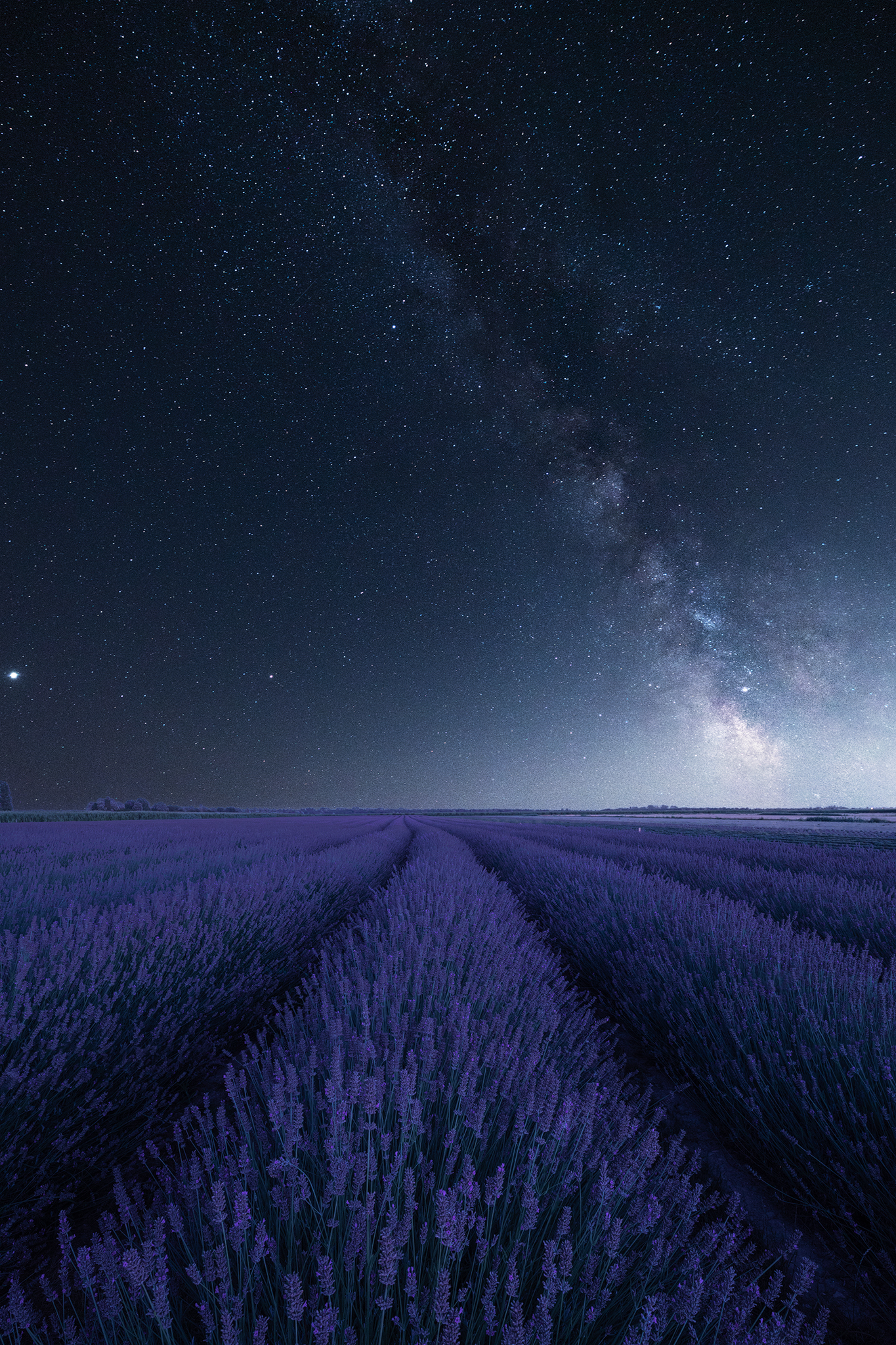 Lavender polesana