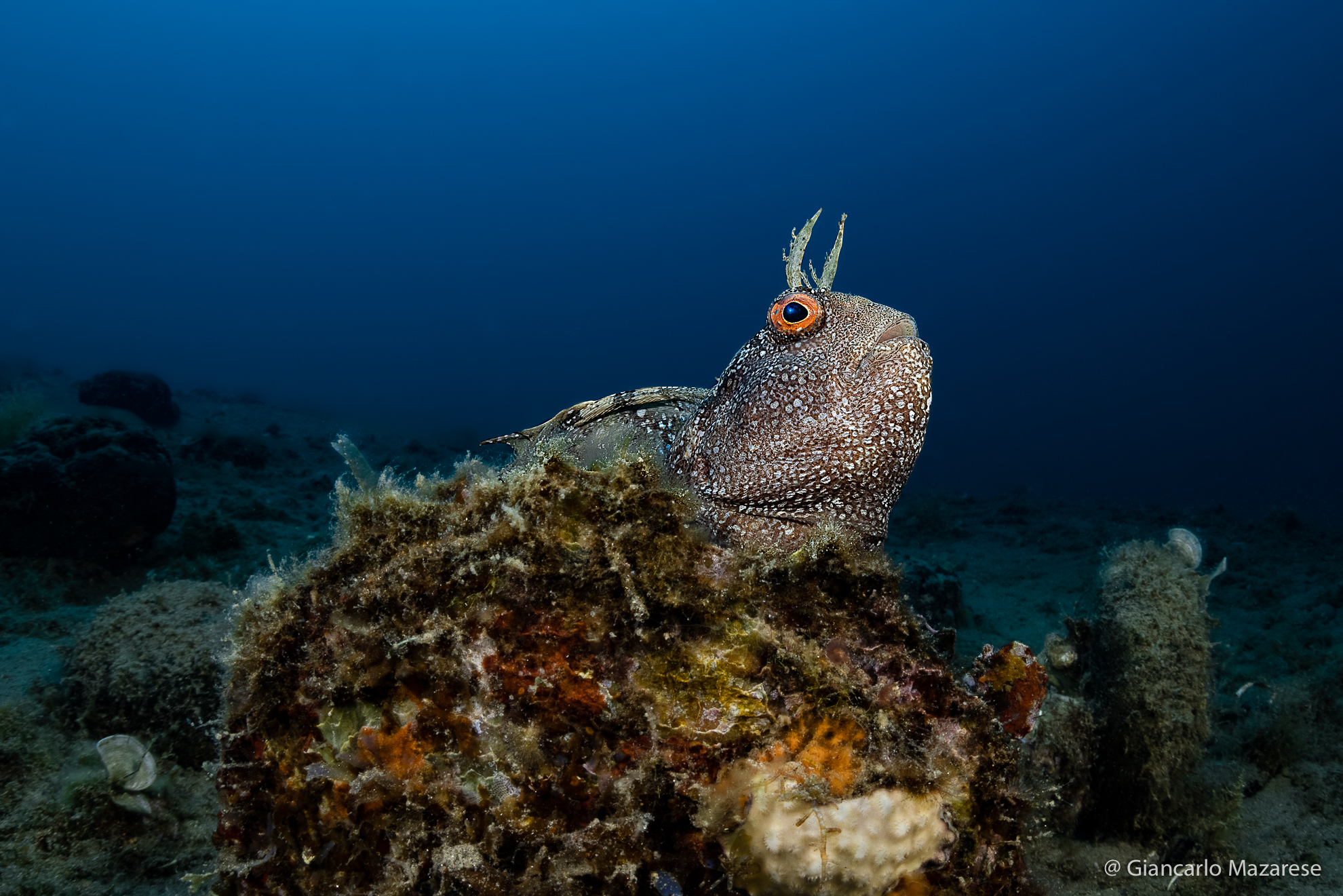 Male Bavosa occhiuta