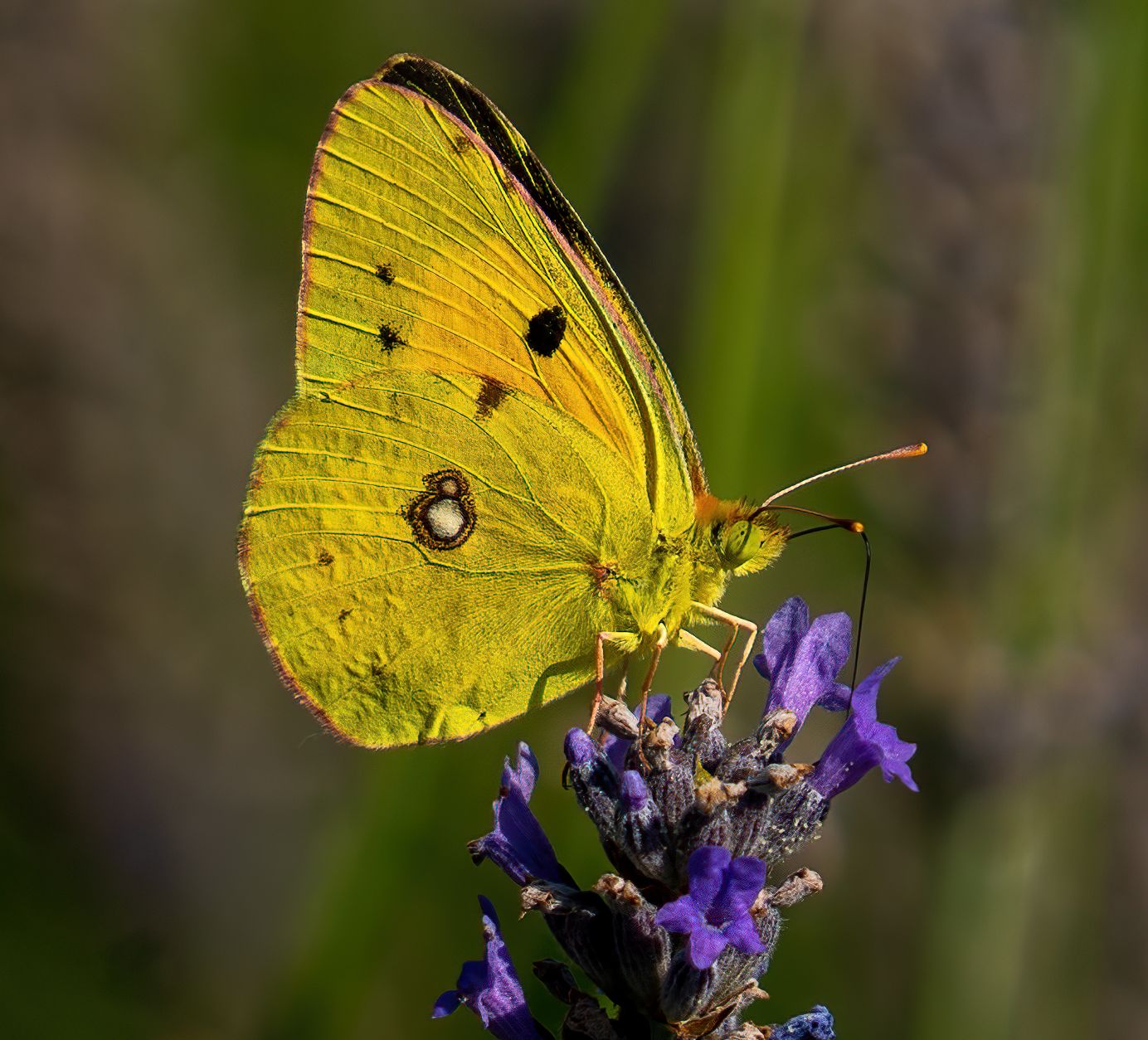 giallo