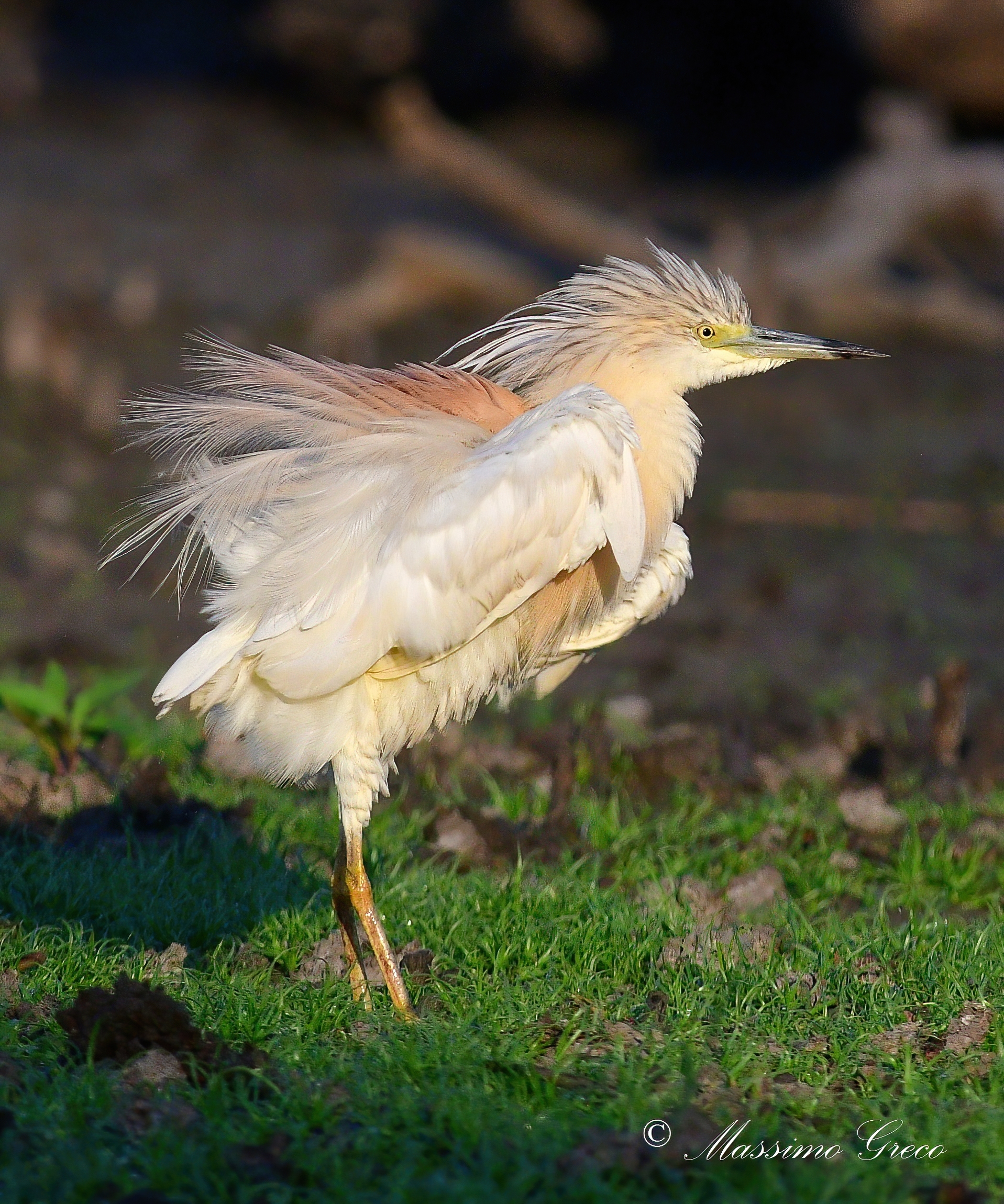 squacco heron