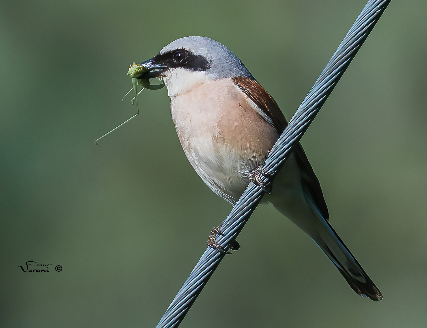 Lesser shrike with prey