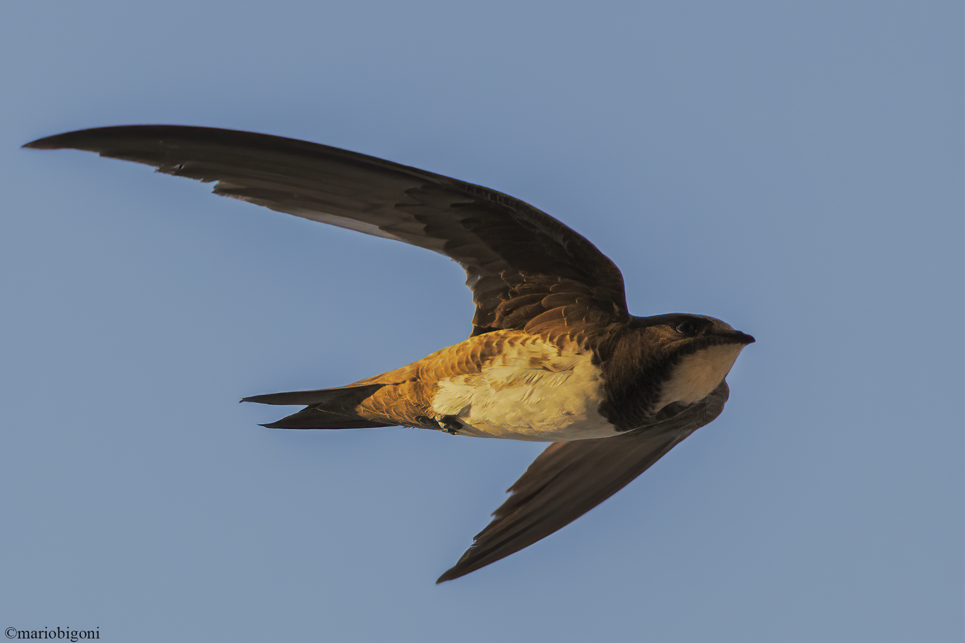 alpine swift