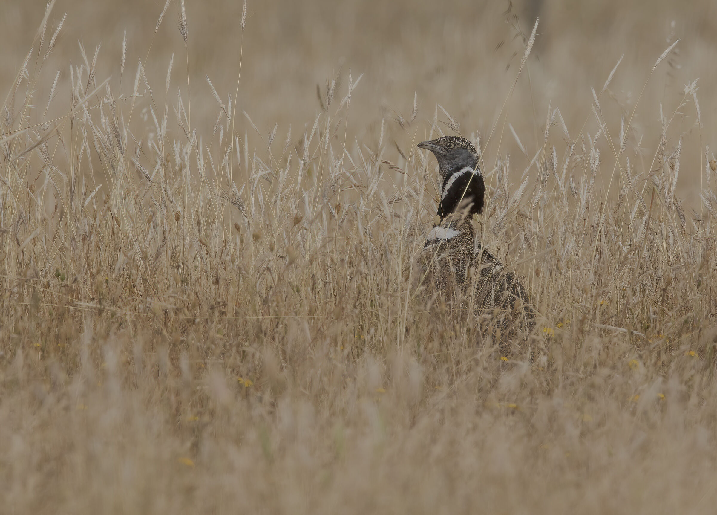 shot of the year to the meadow hen