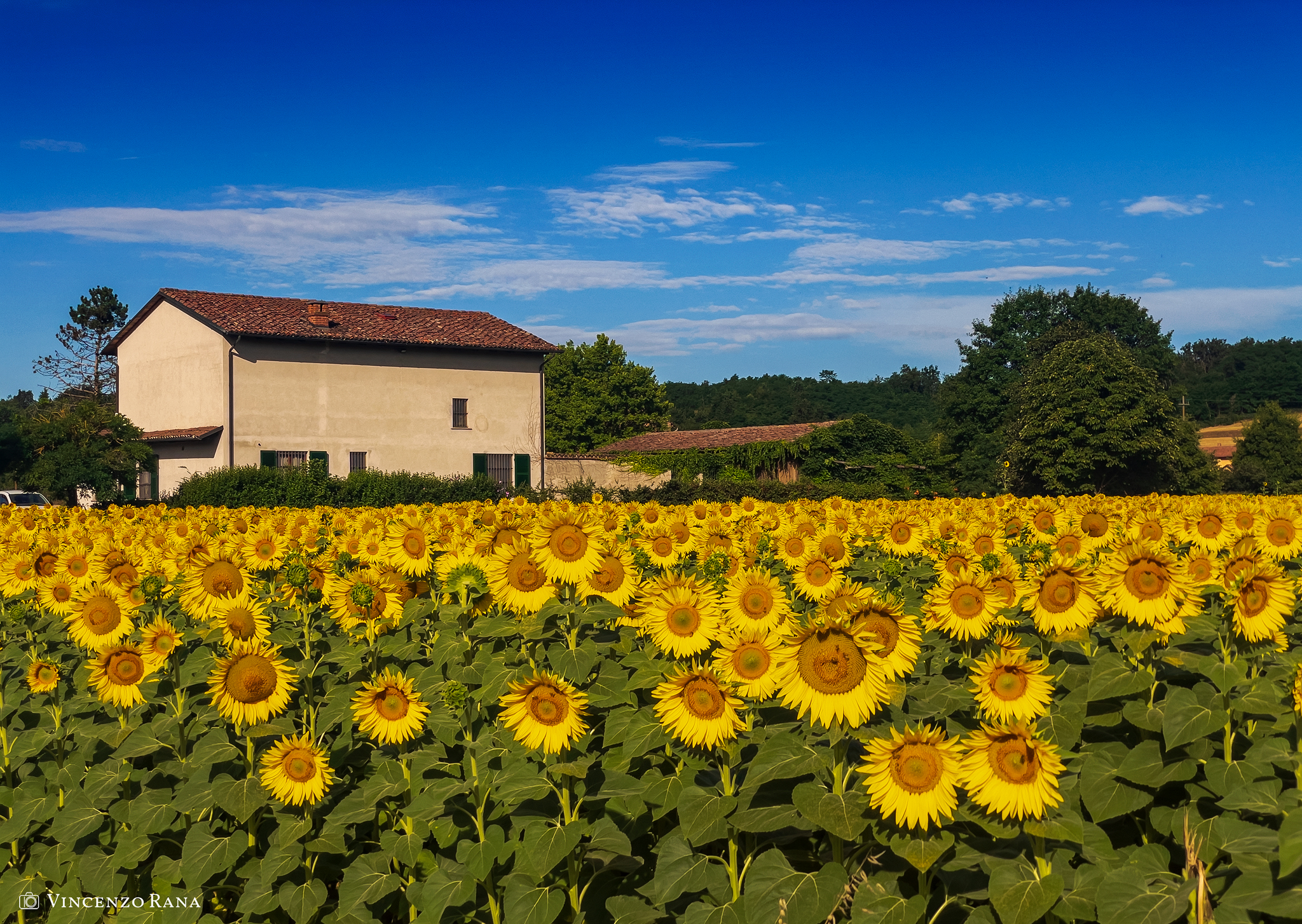 Cose per cui vale la pena vivere: un campo di girasoli