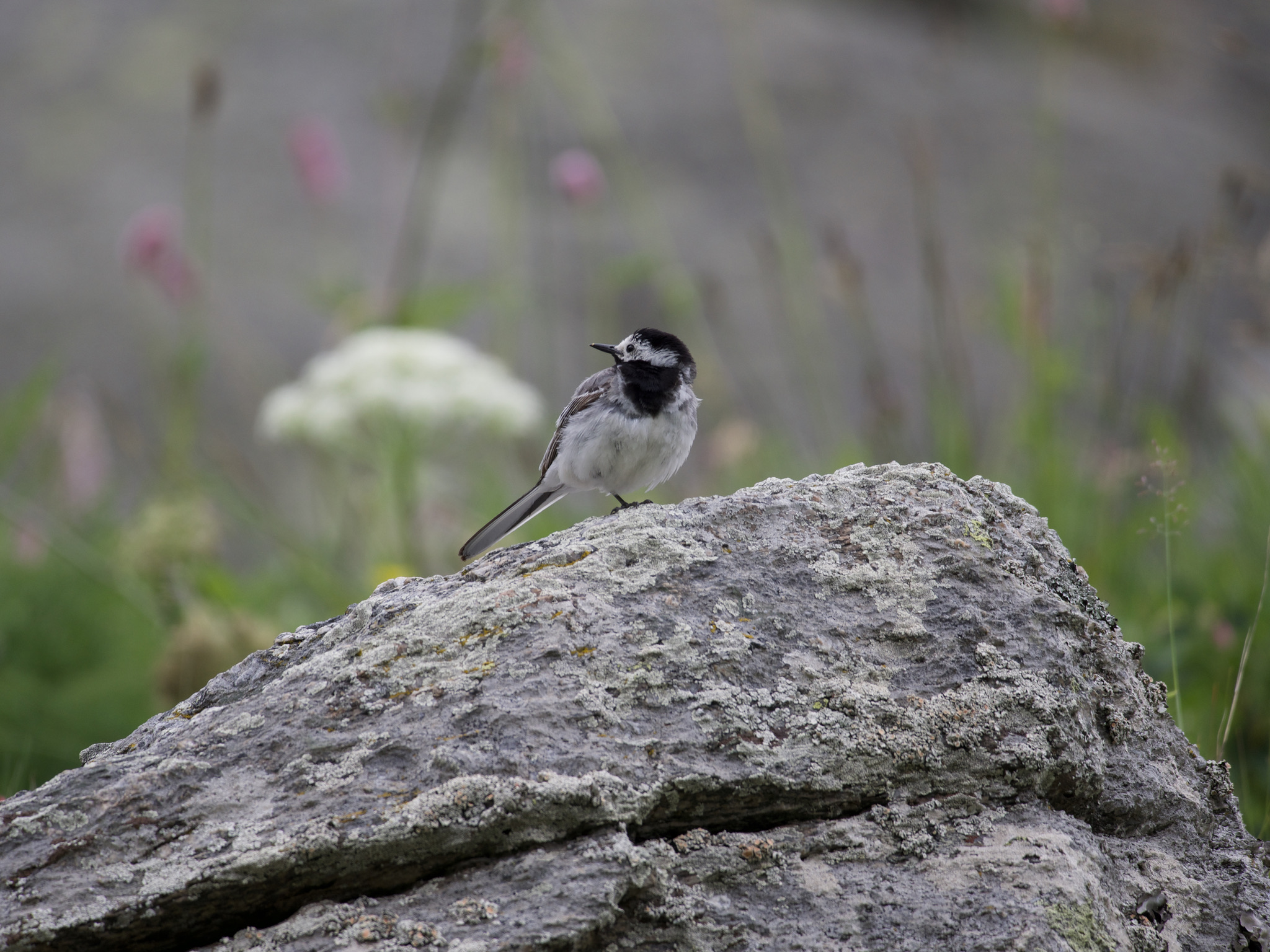 white wagtail