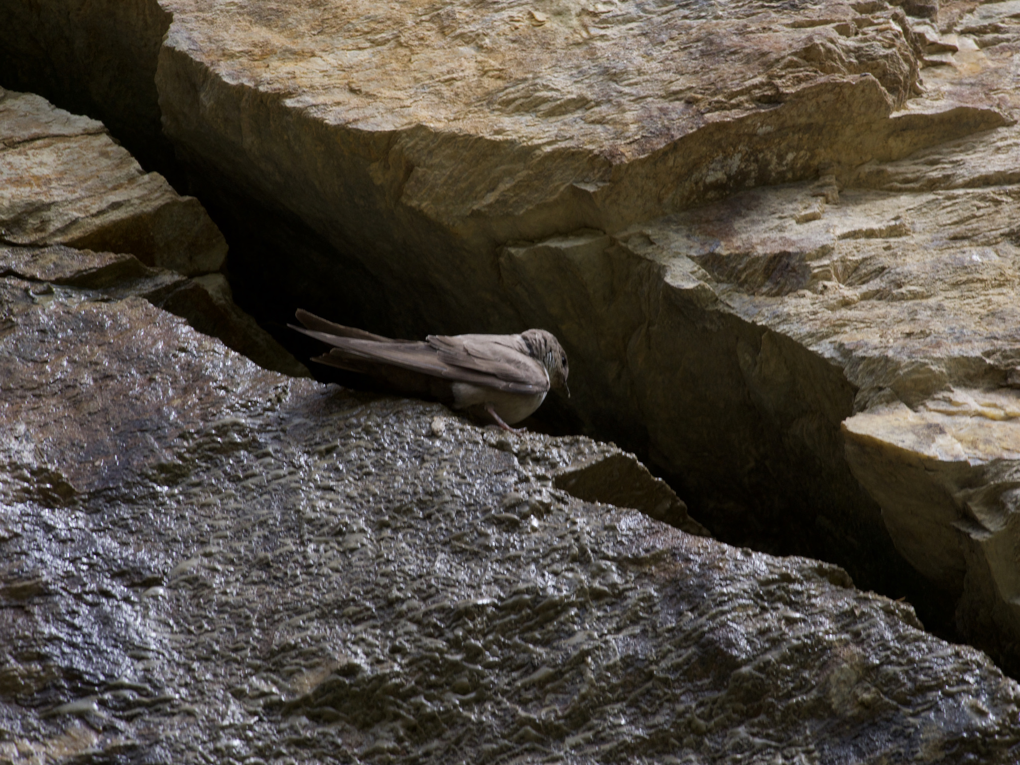 Swallow in the nest