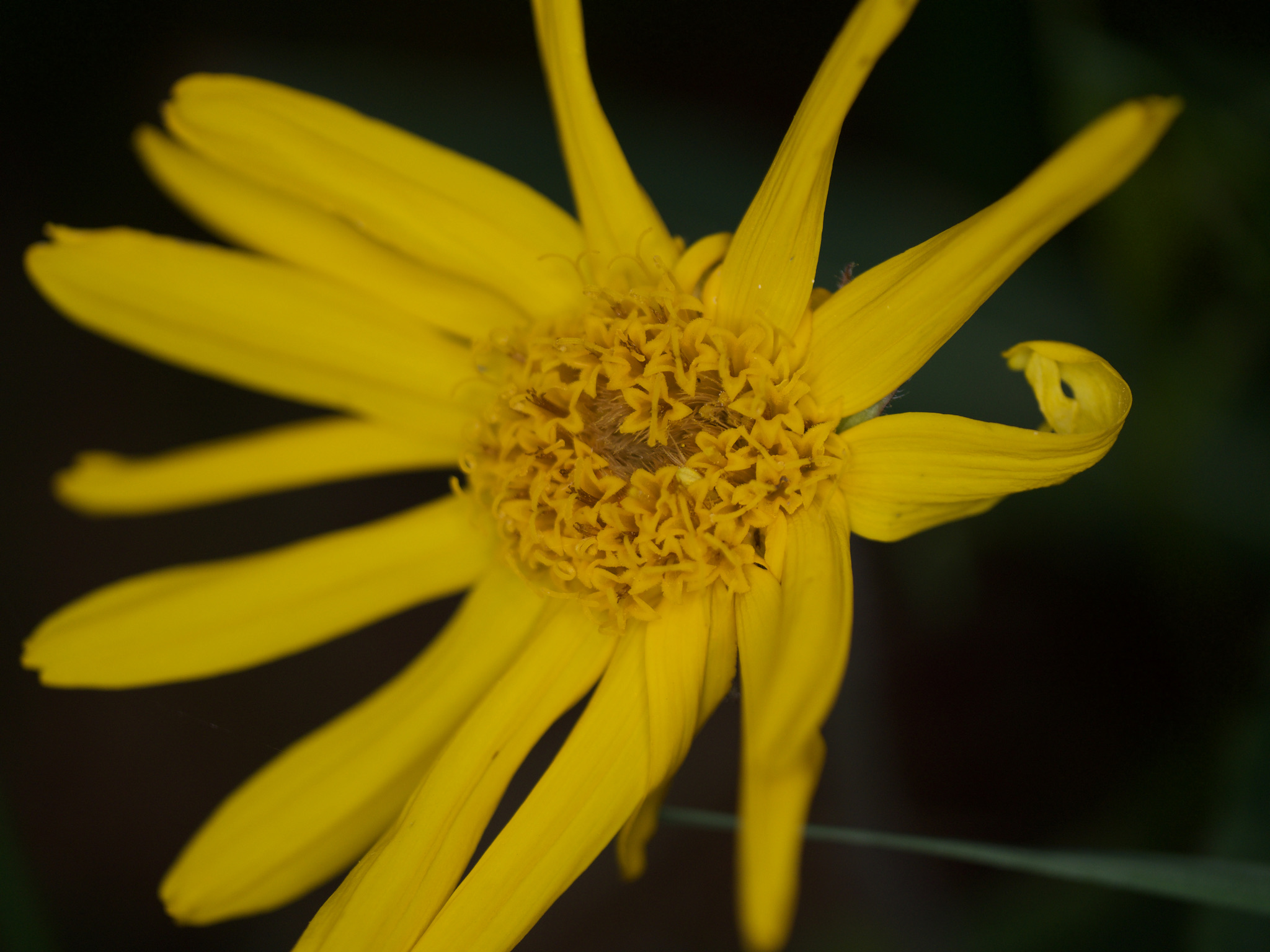 arnica