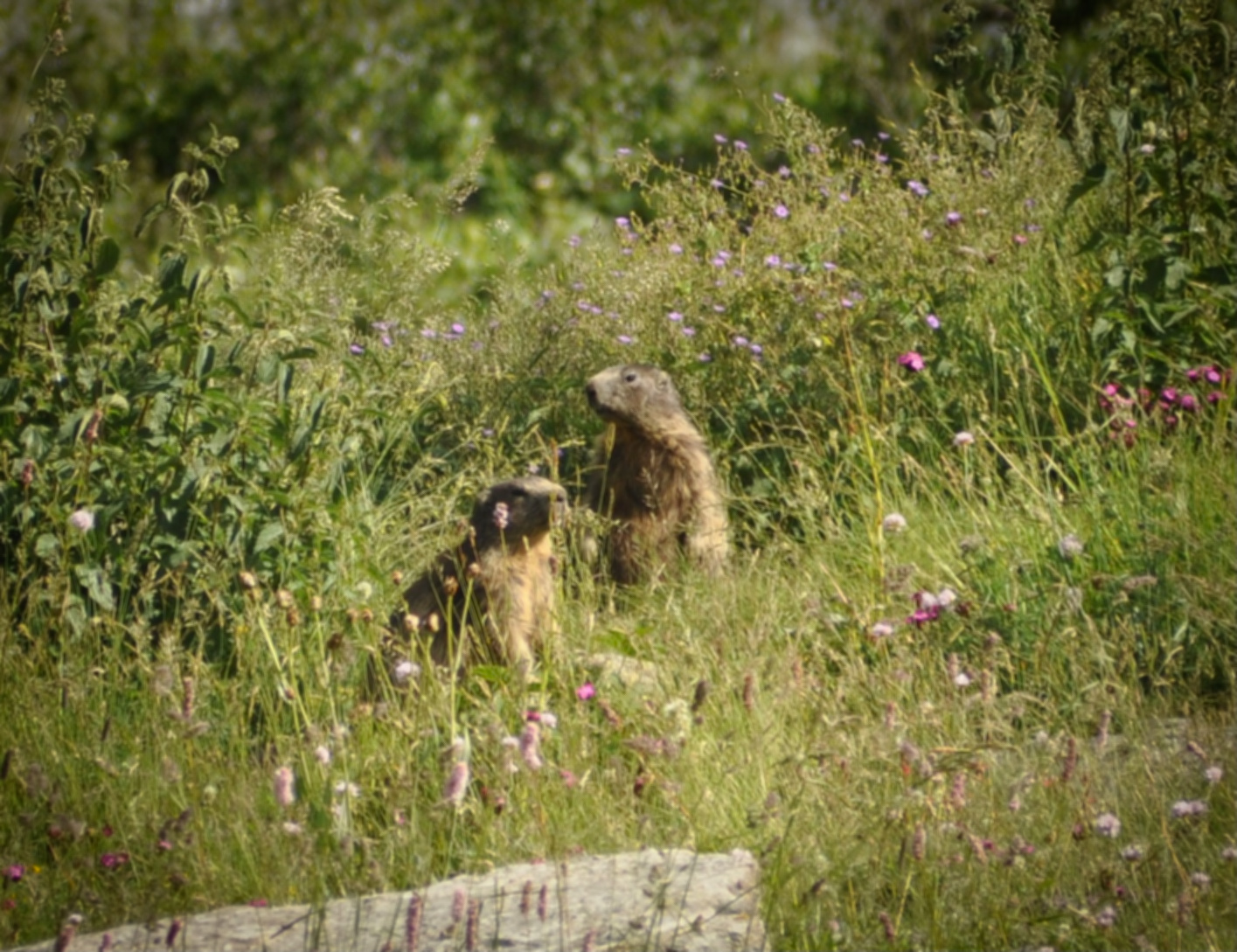 Marmots