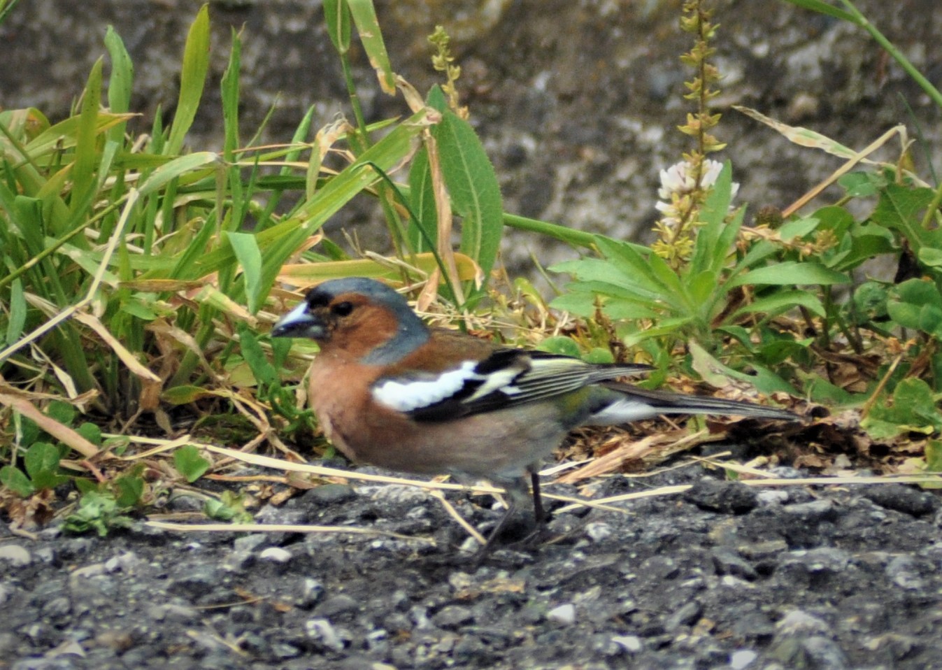 Sparrow