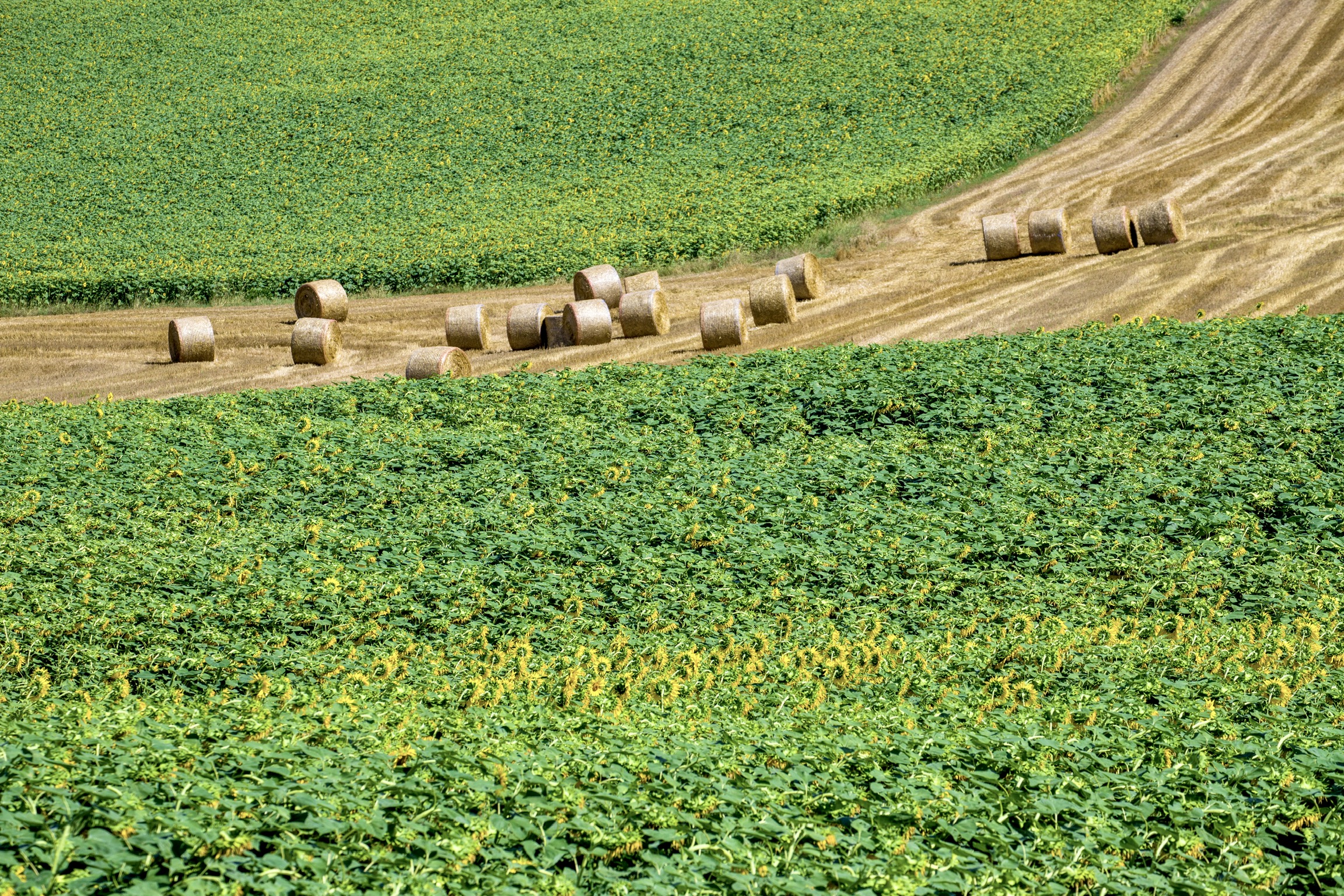 Poppies and bales