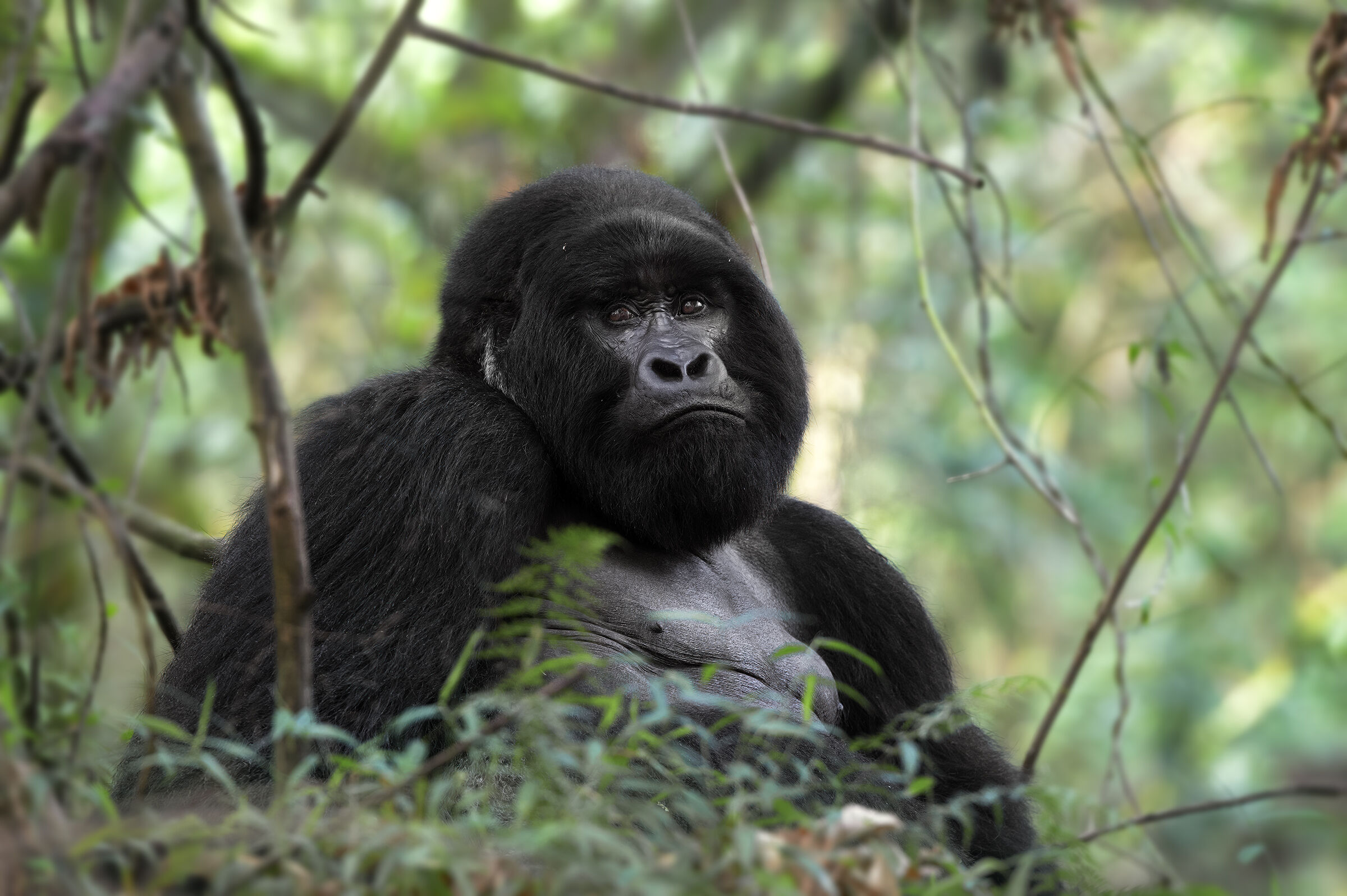 Mark SilverBack