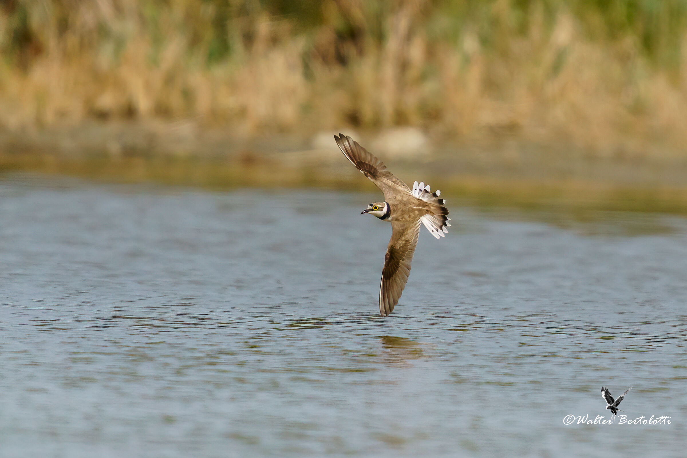 corriere piccolo in virata