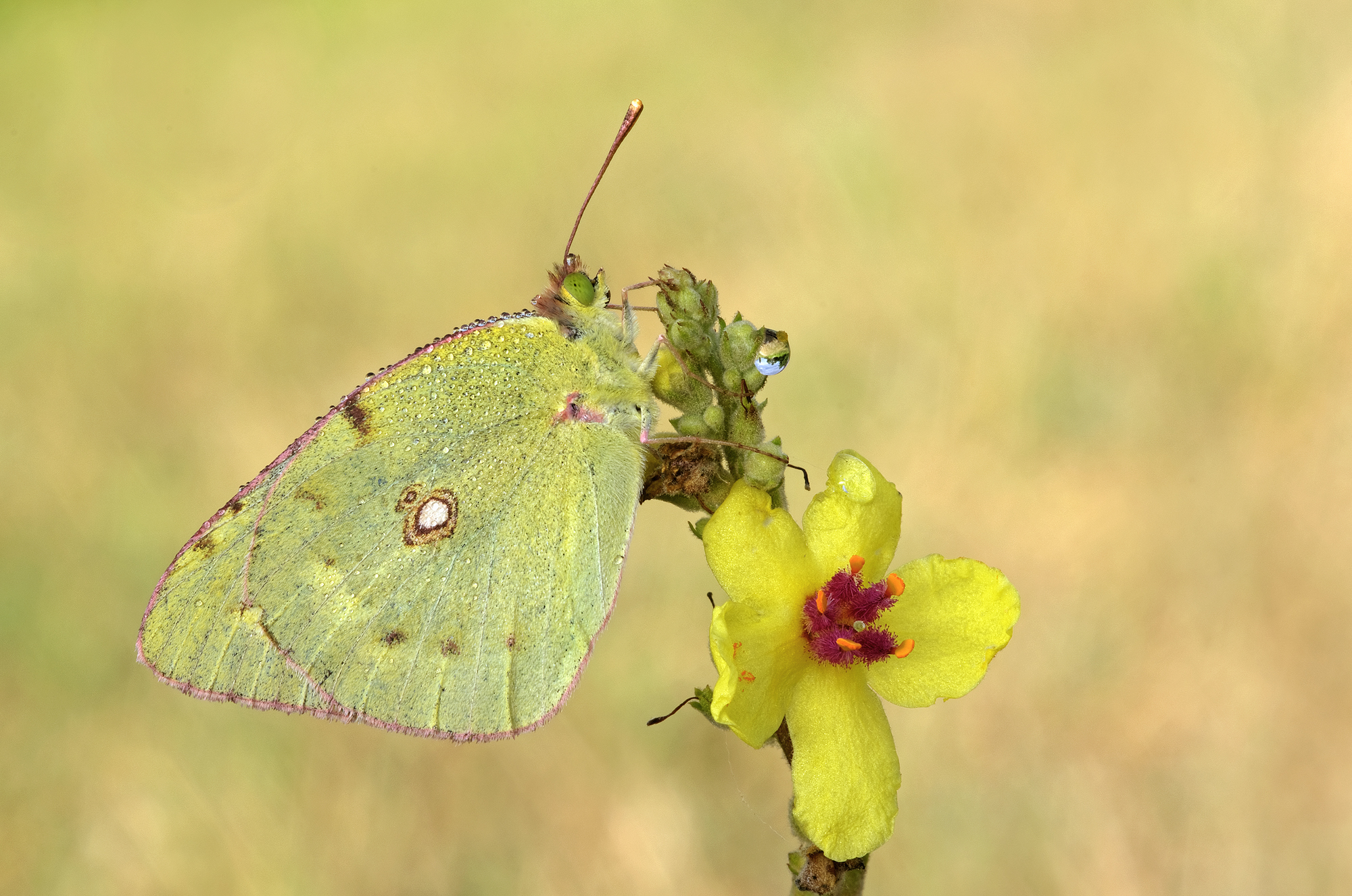 Colias crocea