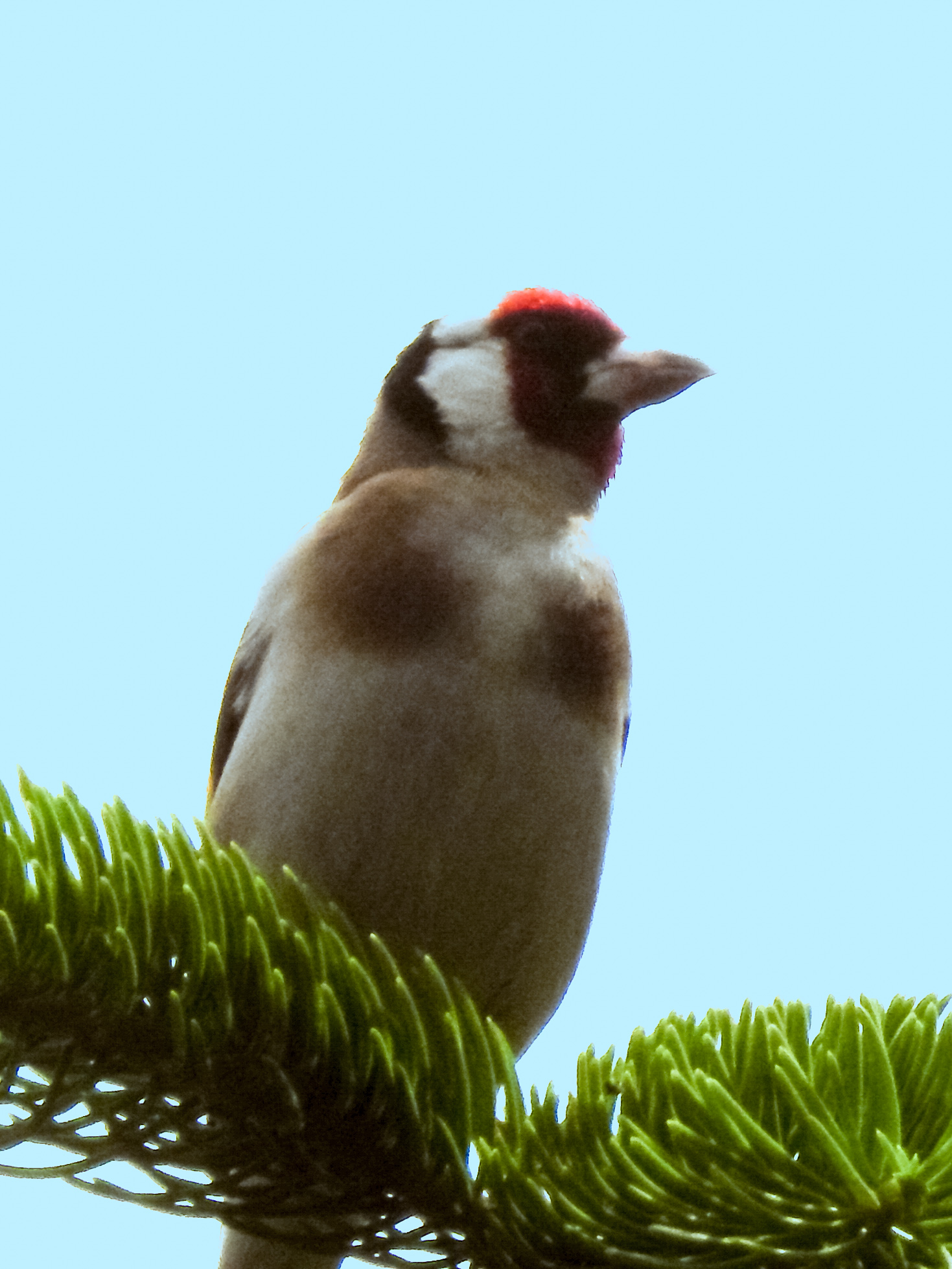 Goldfinch on pine