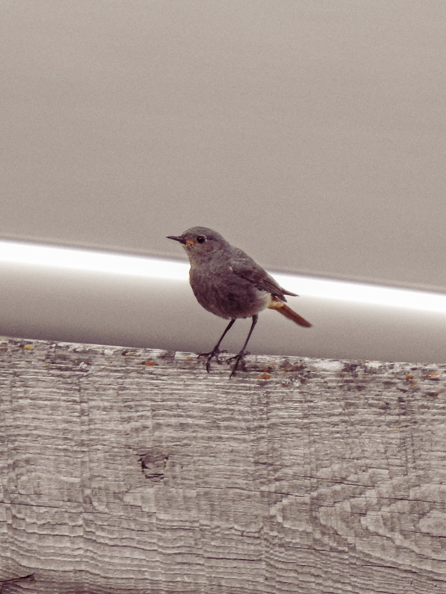Redstart on the fence
