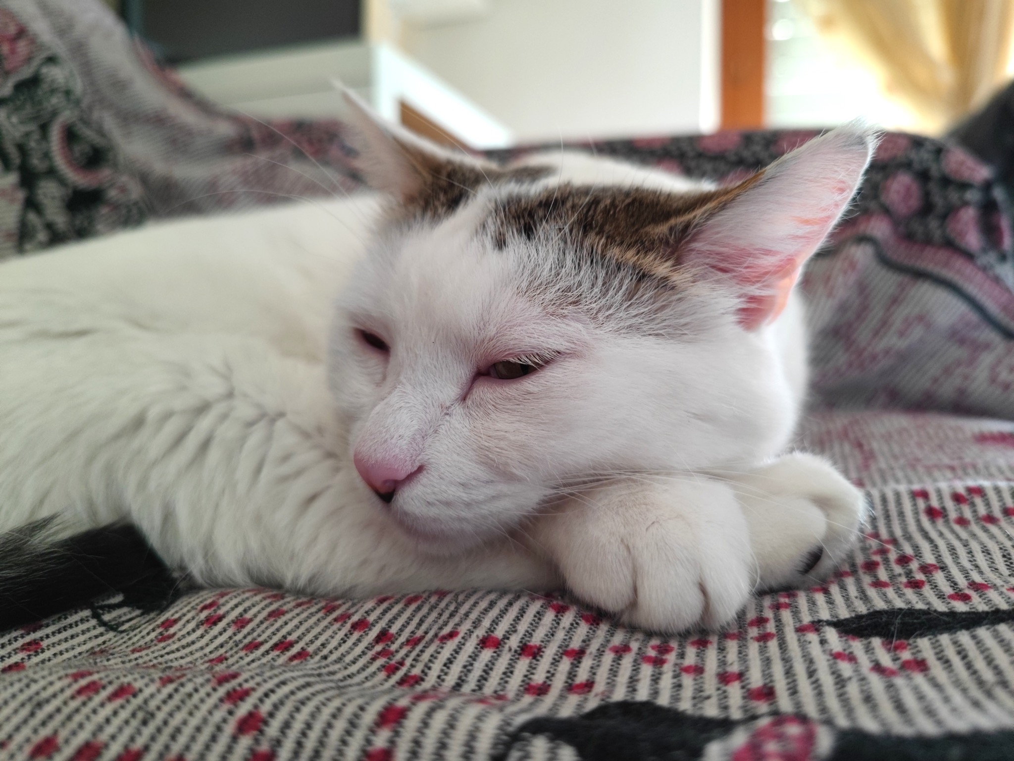 Xiaomi mi11 ultra e il gattone