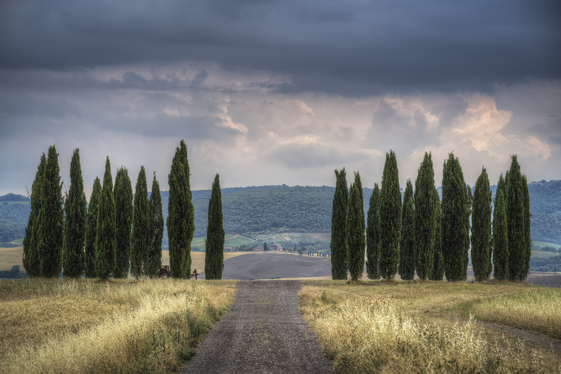 cypresses, after torrential rain